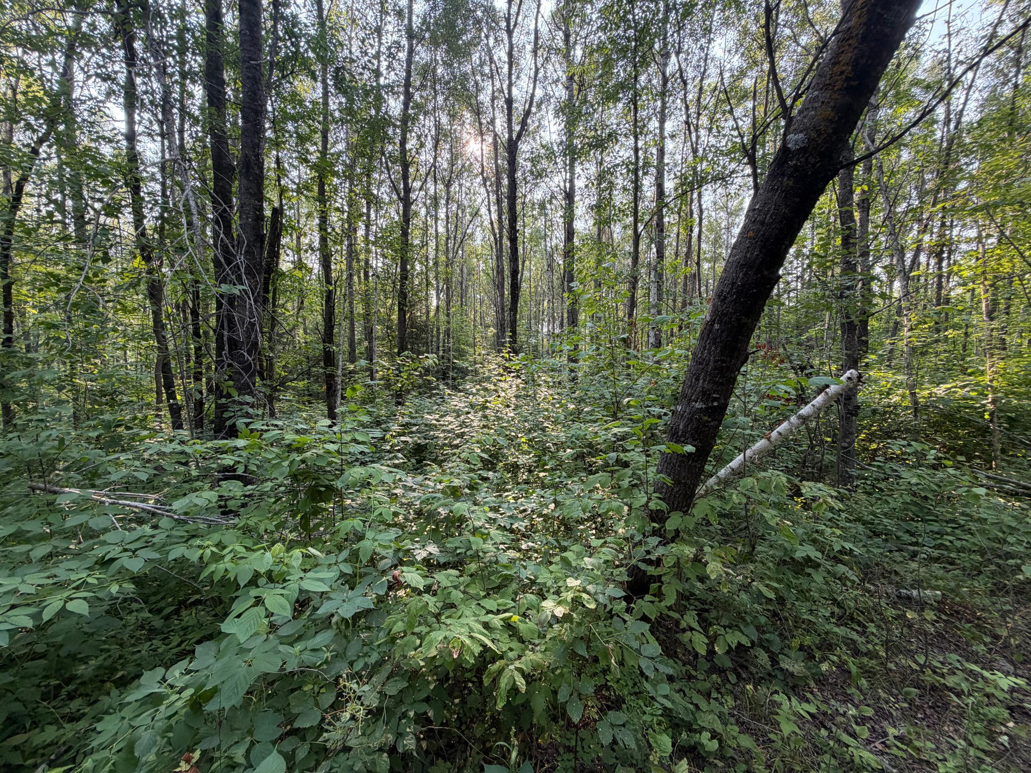 main property photo 54