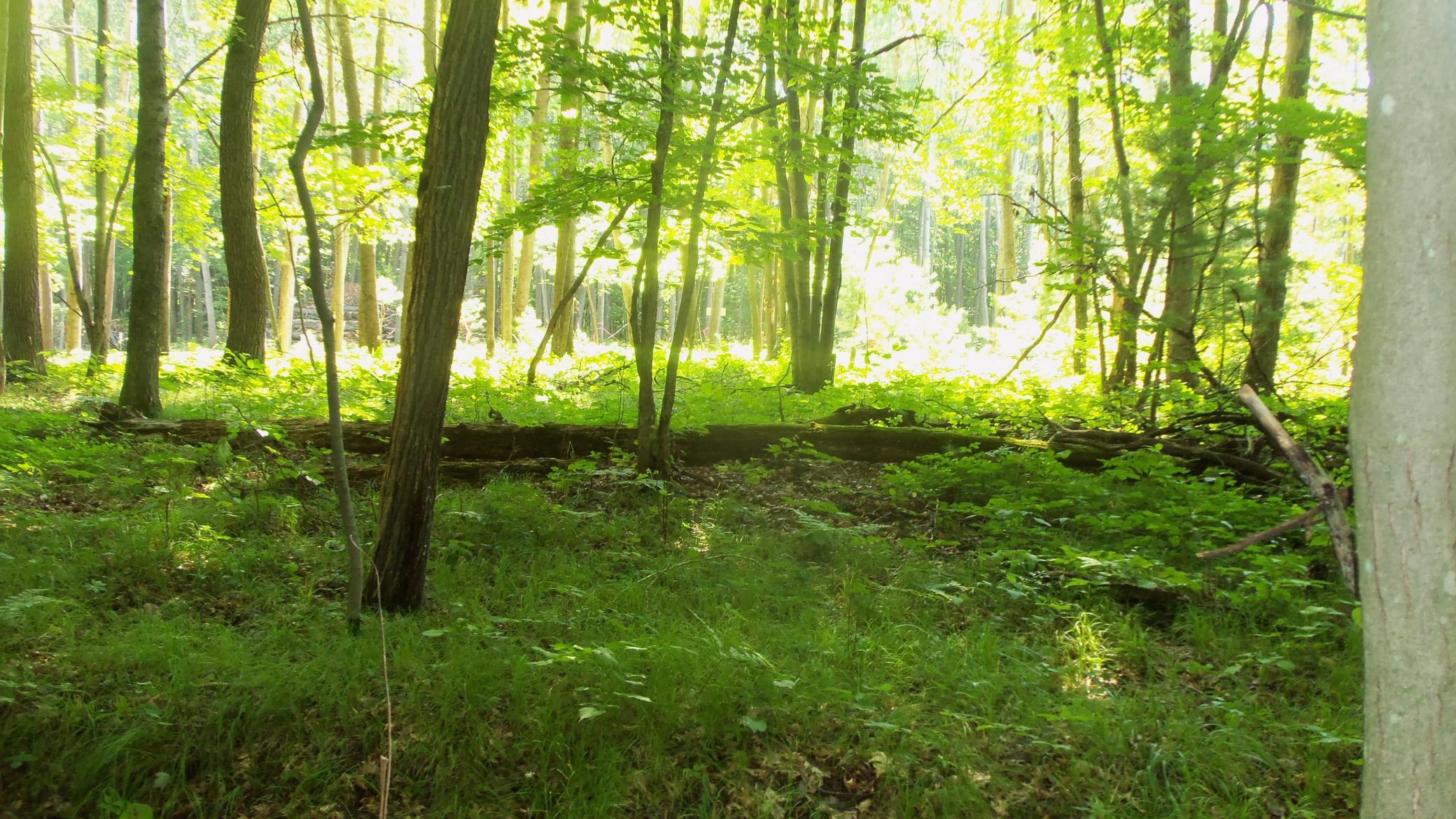 main property photo 4