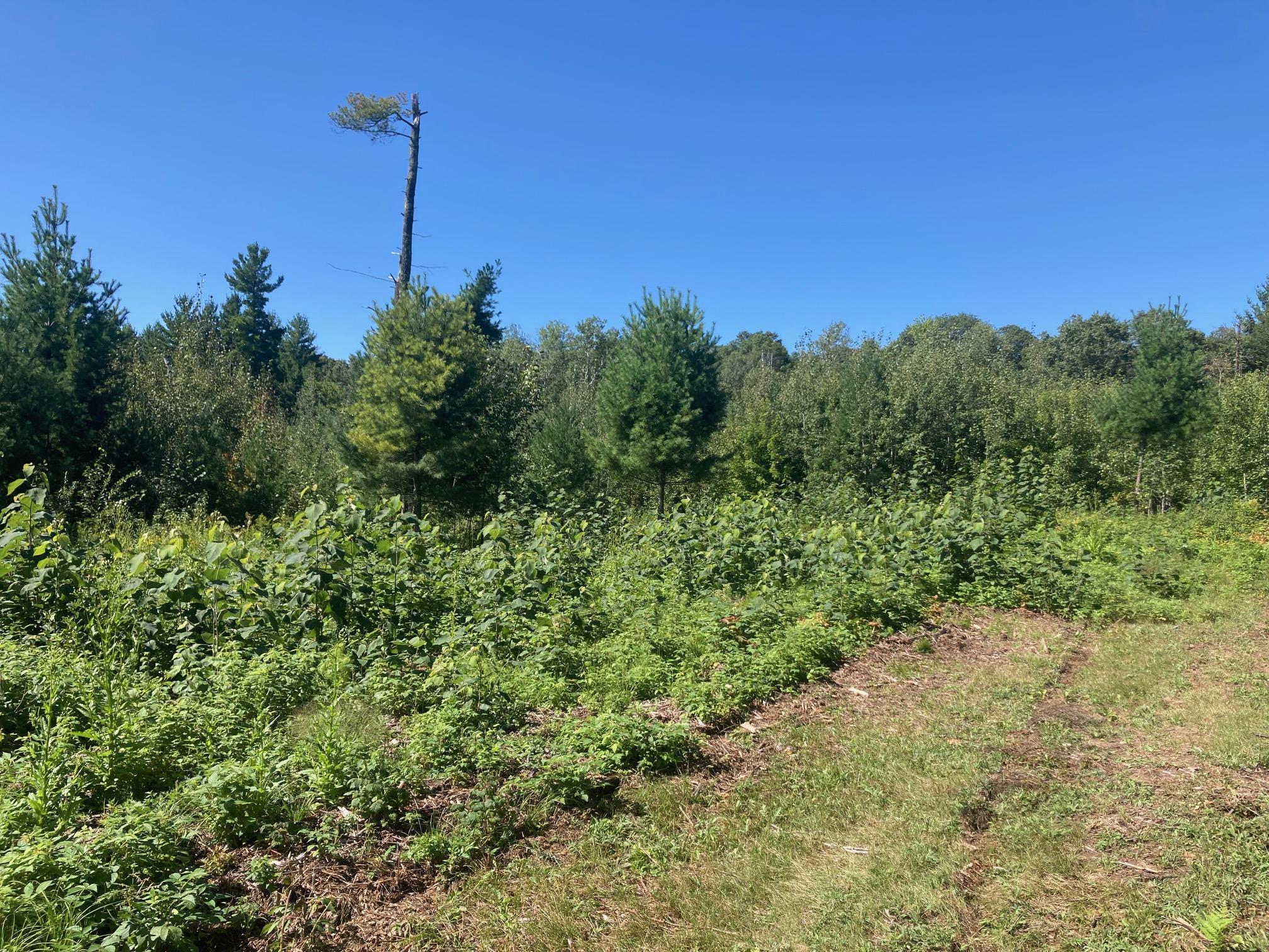 main property photo 21