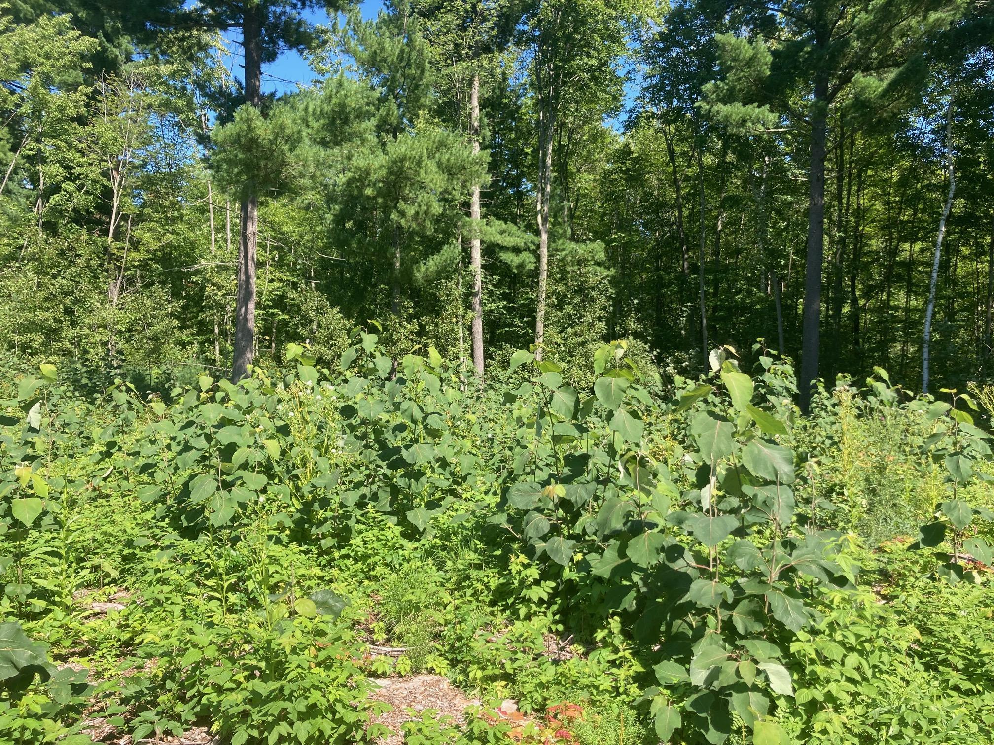 main property photo 24