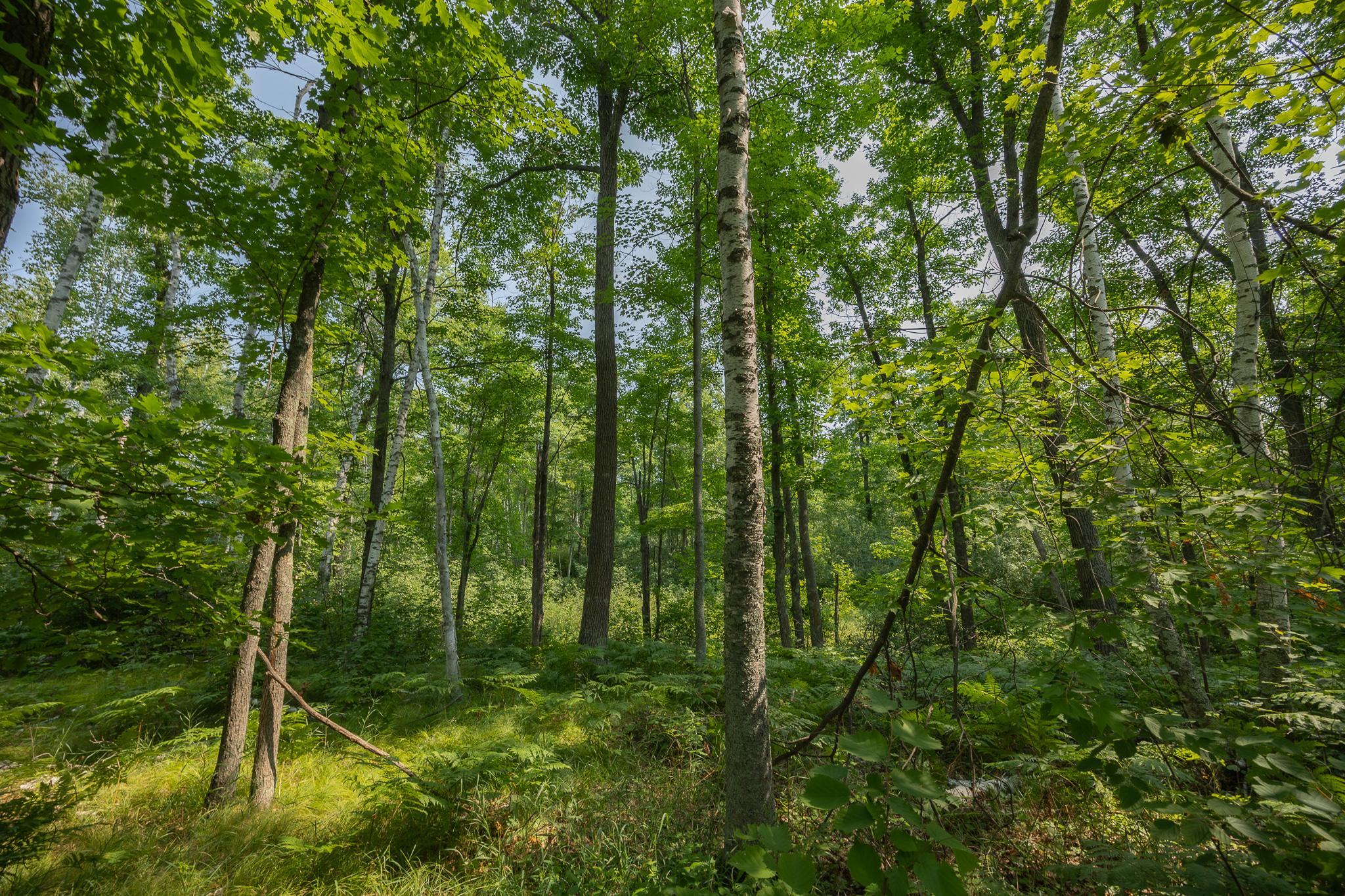 main property photo 77