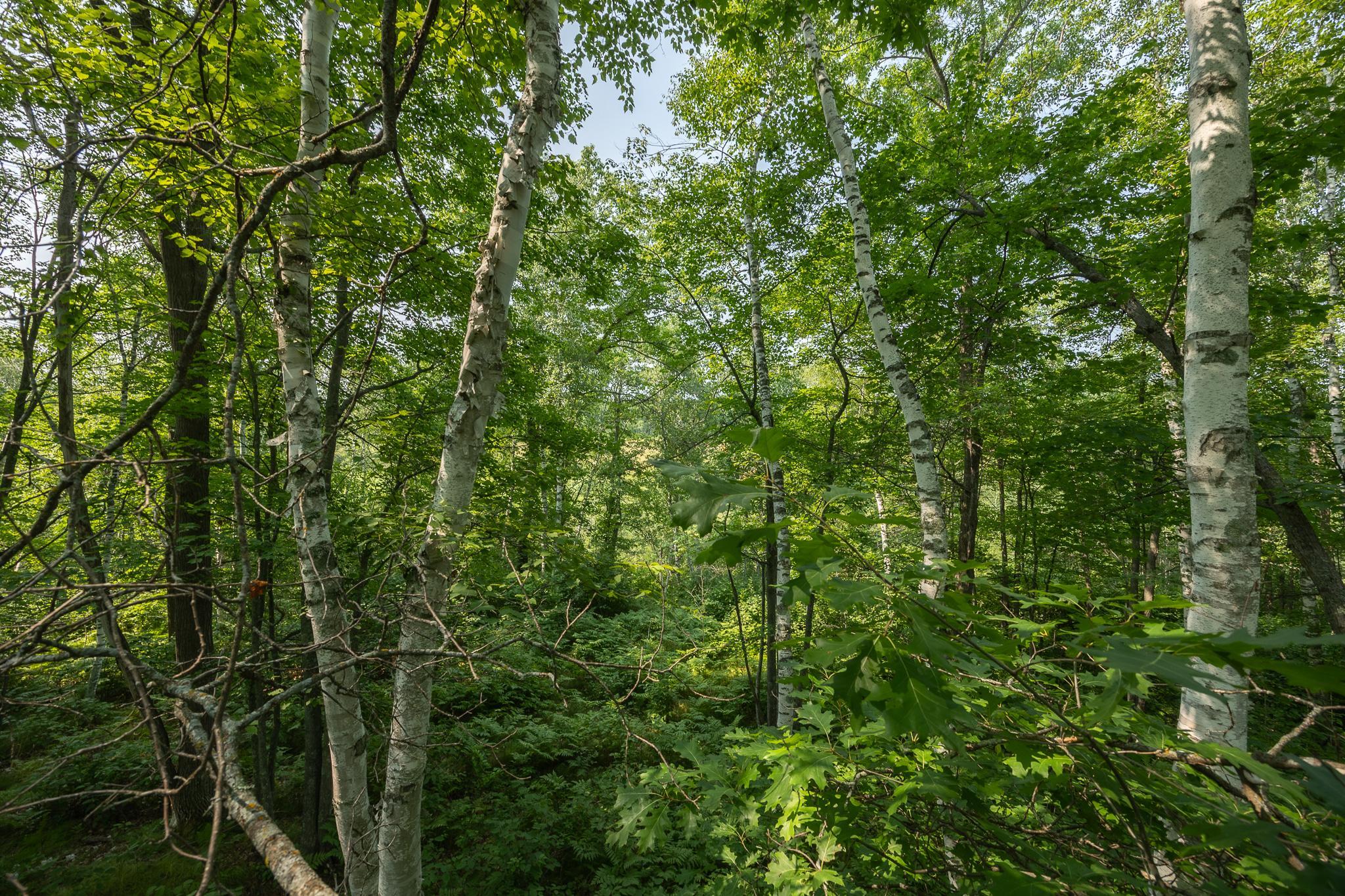 main property photo 81