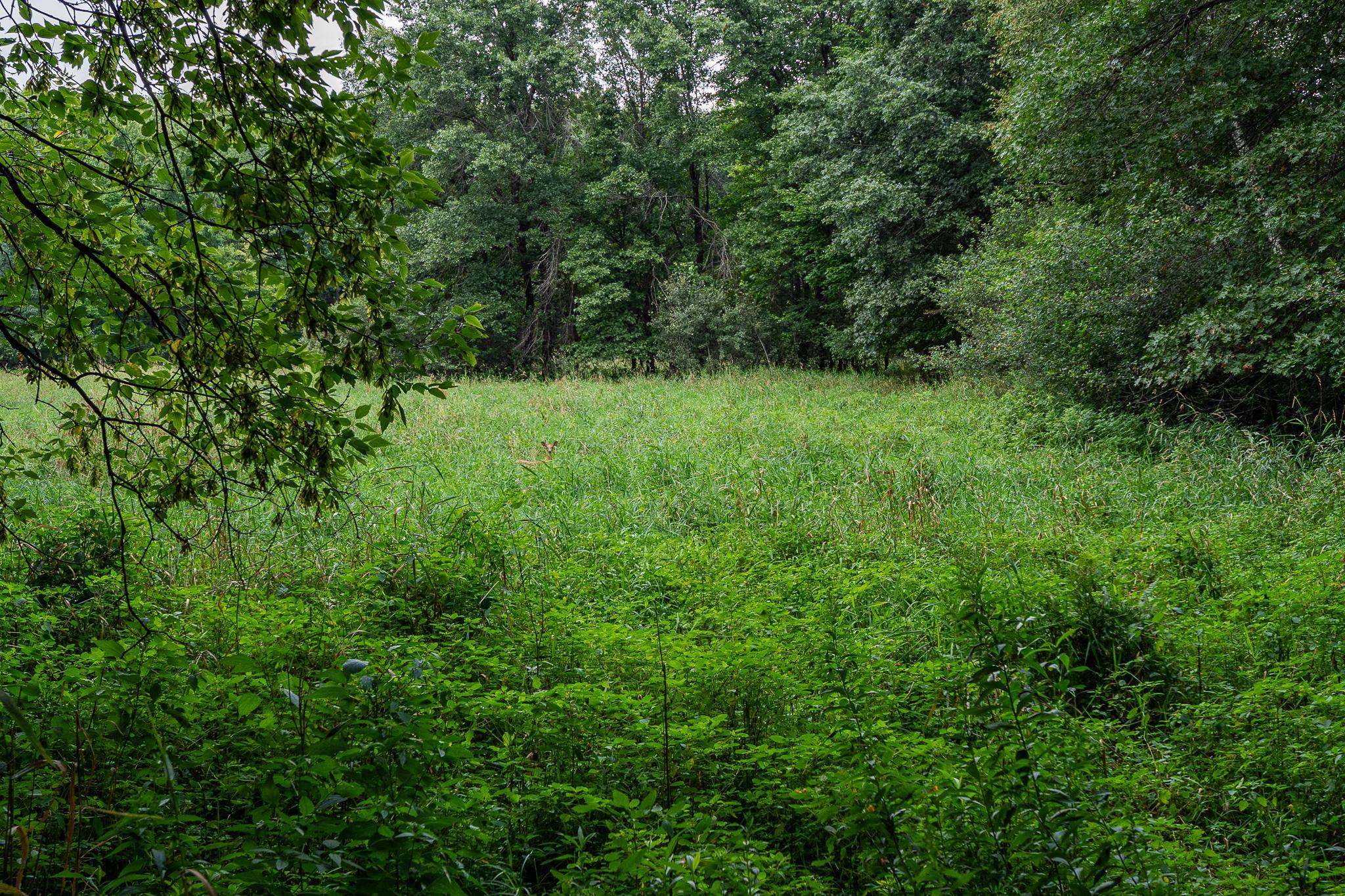 main property photo 51