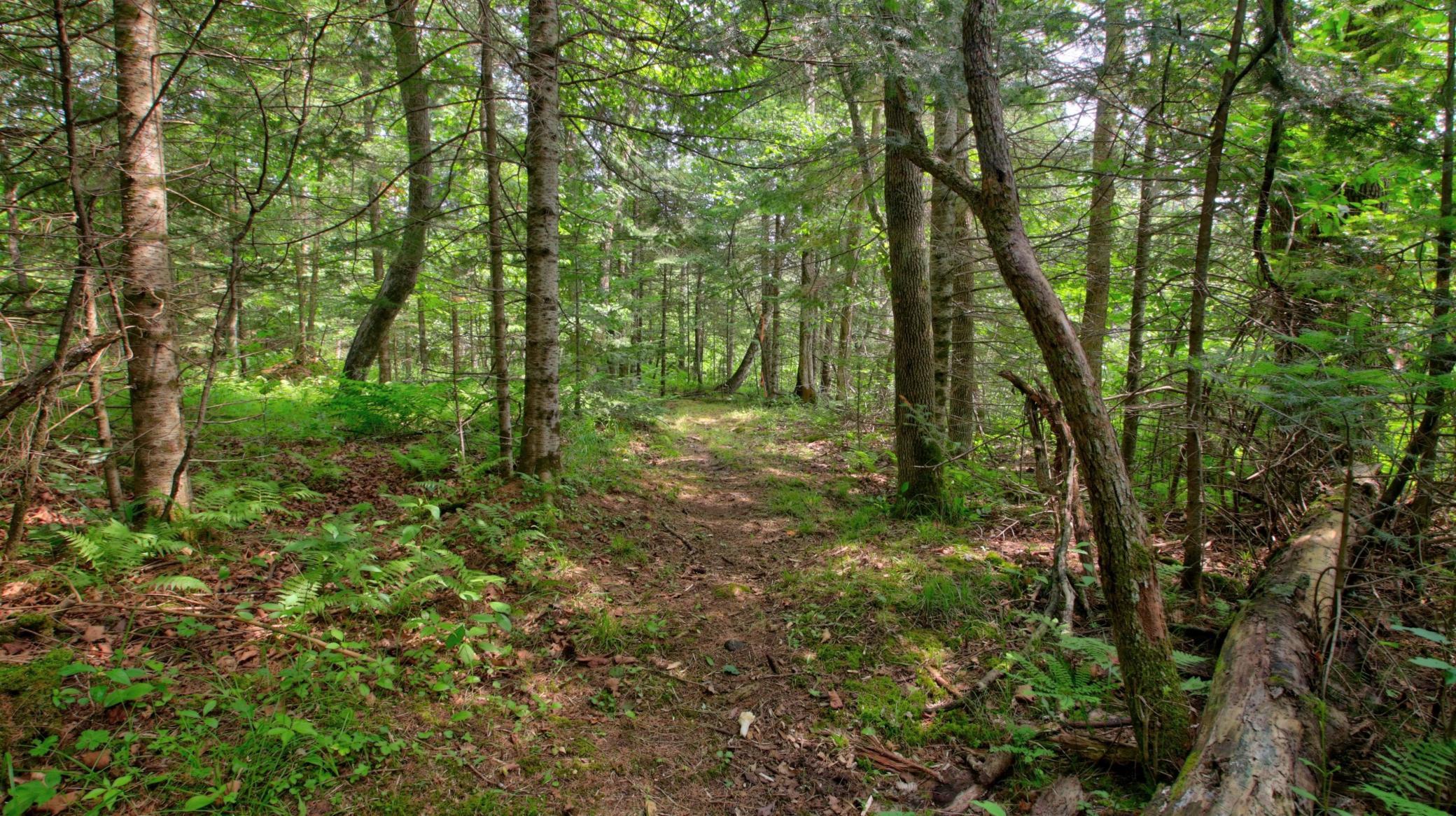 main property photo 61