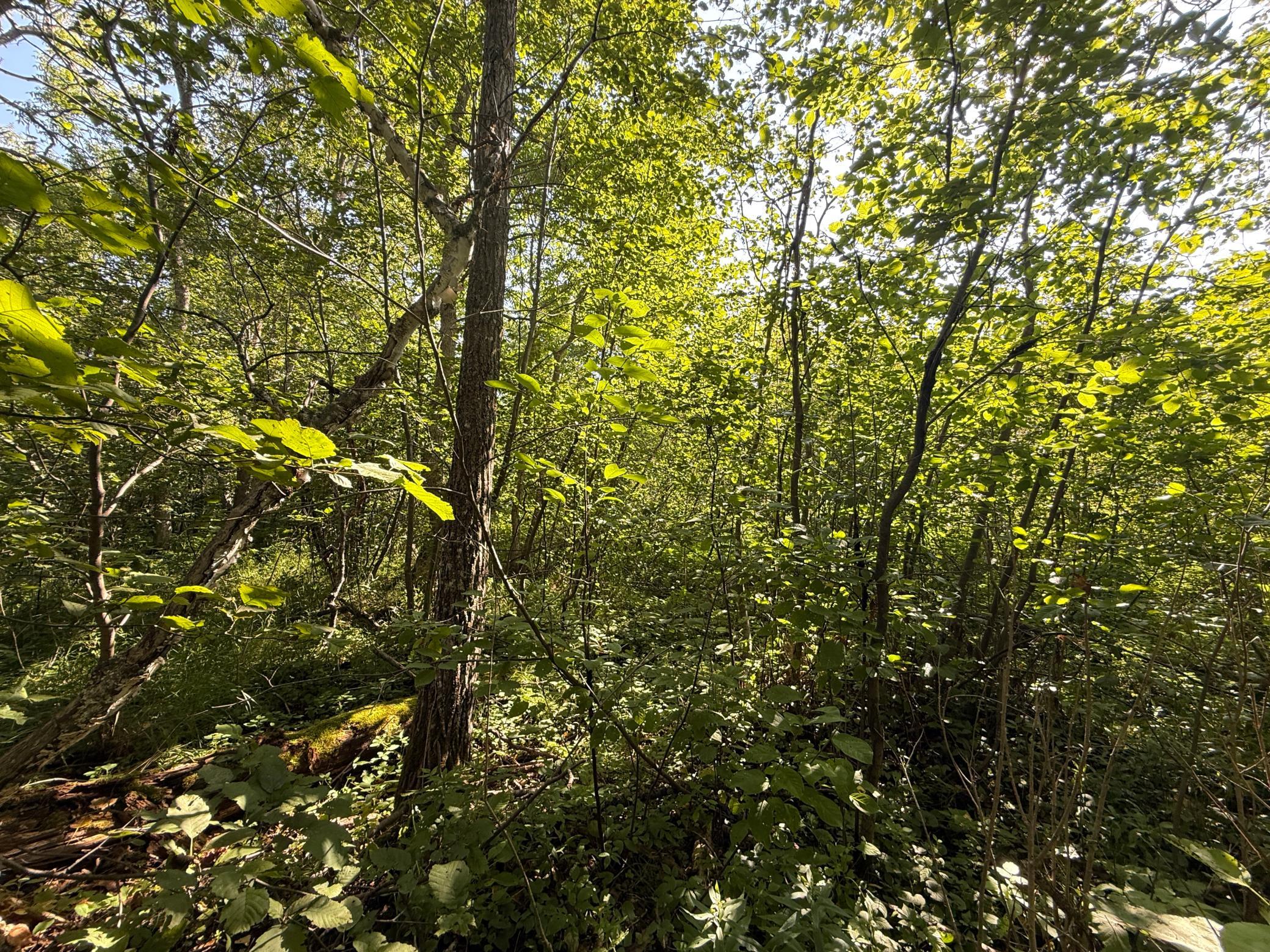 main property photo 54