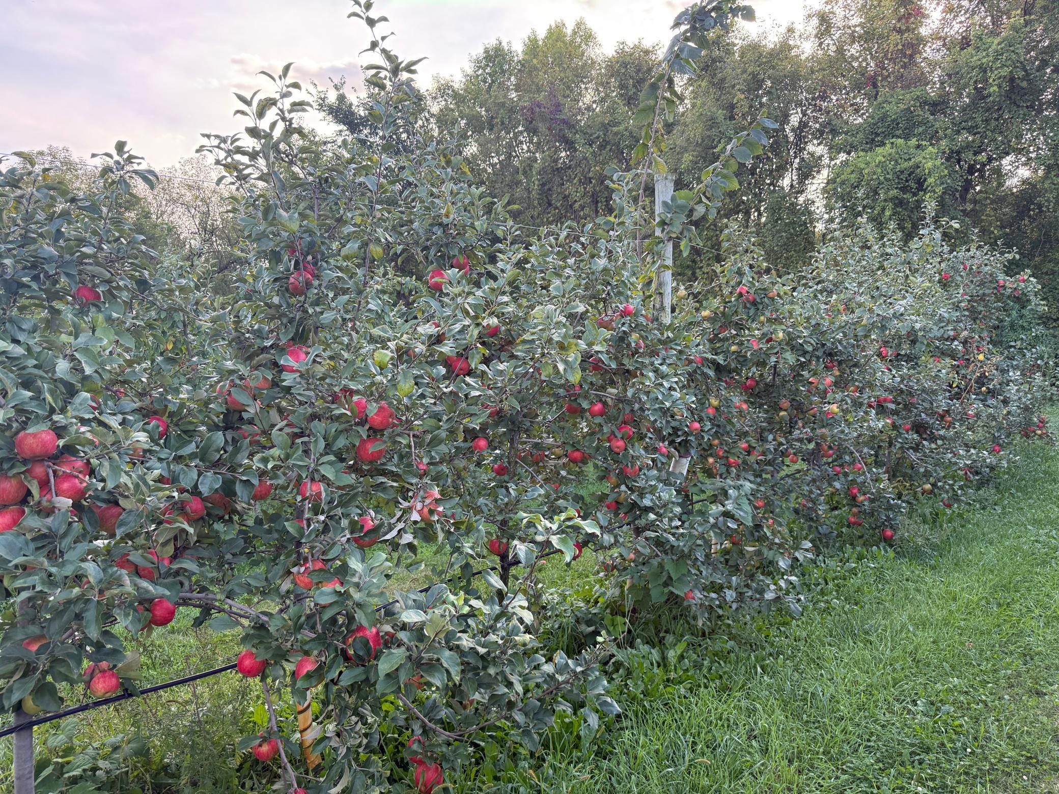 main property photo 15