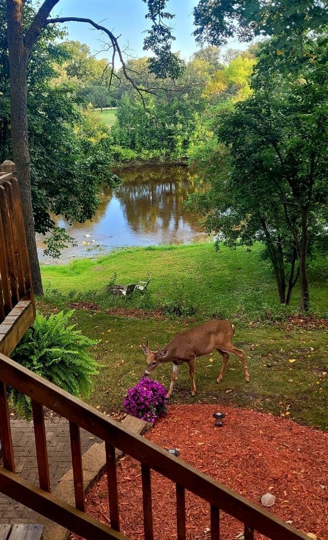 main property photo 60