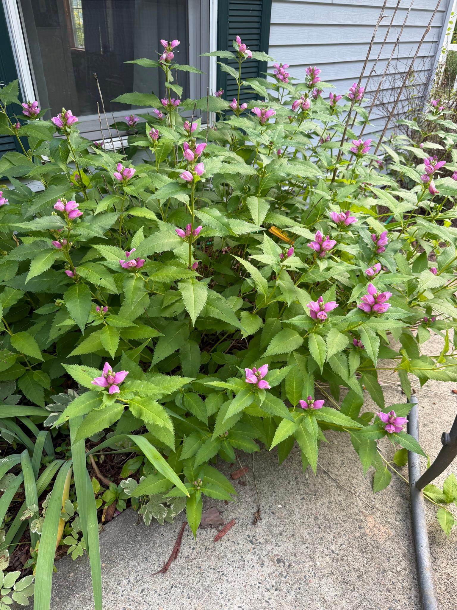 main property photo 42