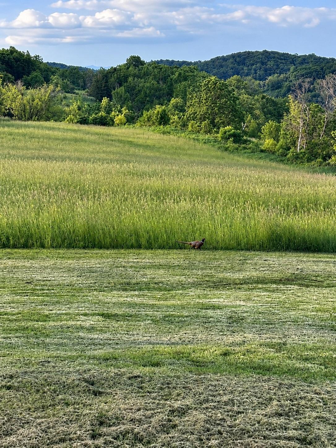main property photo 64