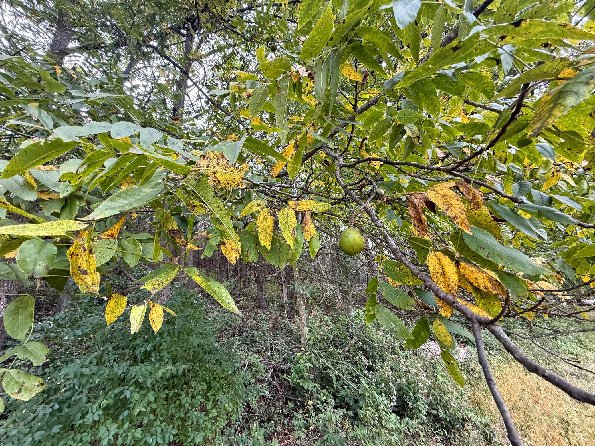 main property photo 77