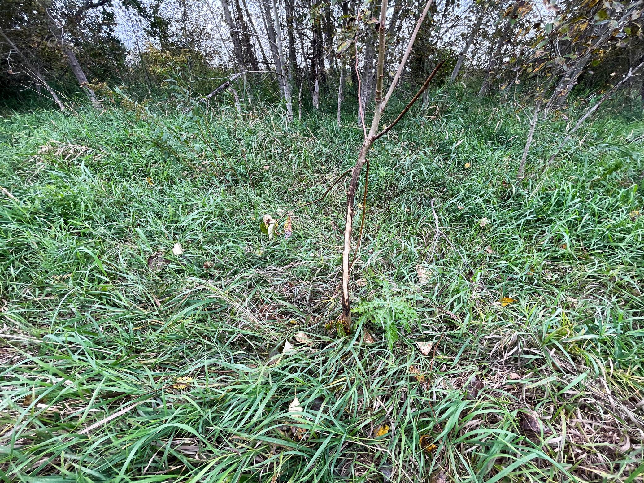 main property photo 54