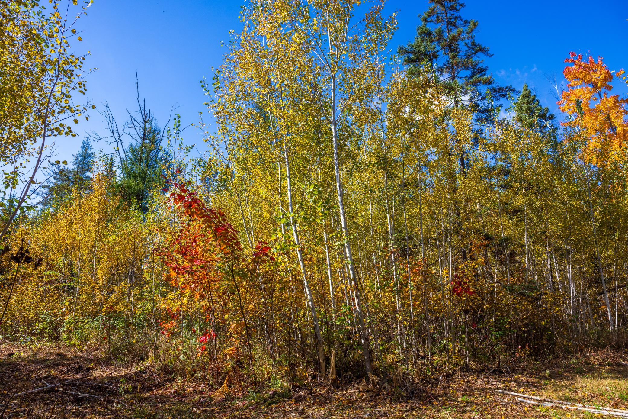 main property photo 56