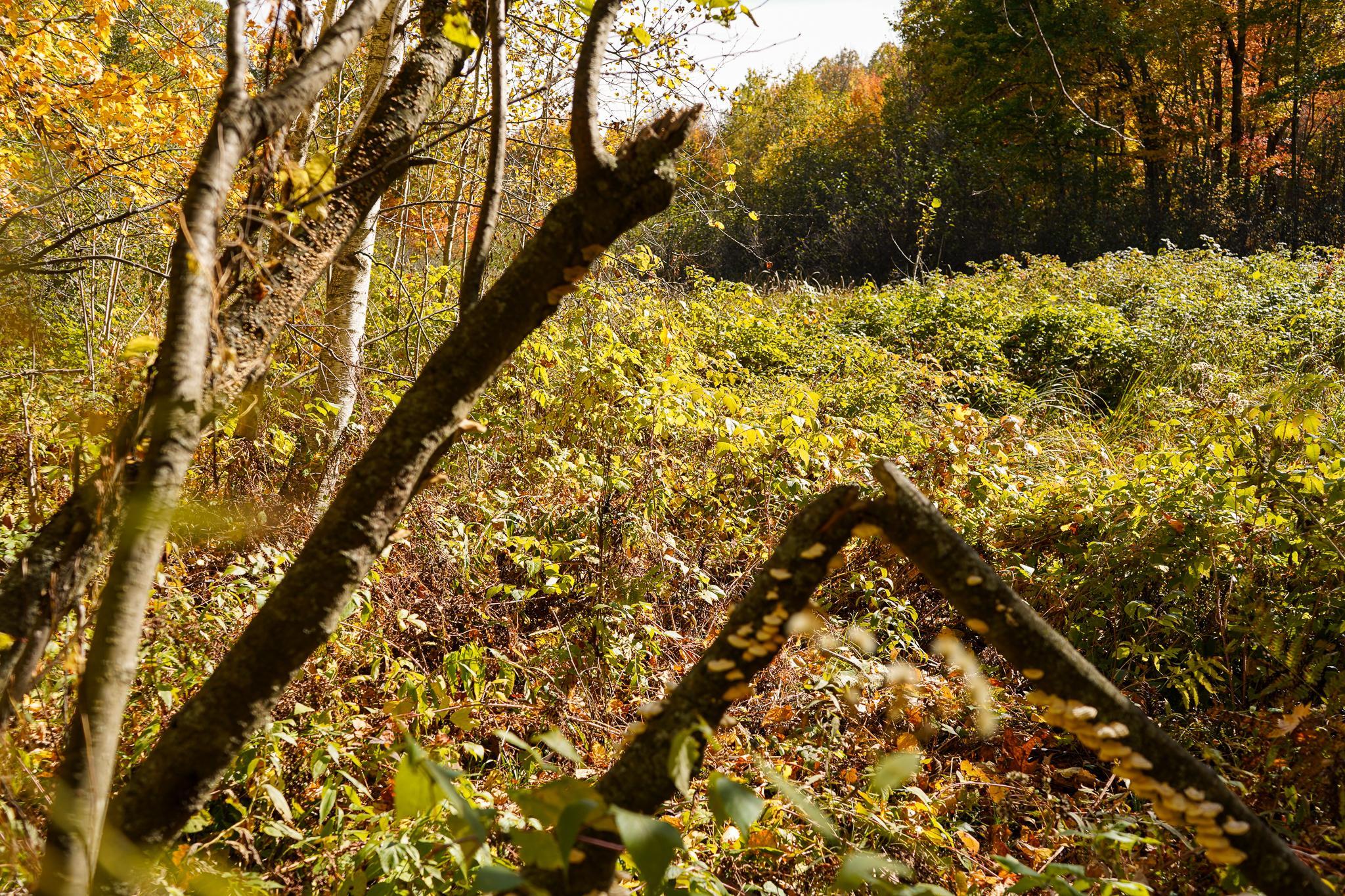 main property photo 67