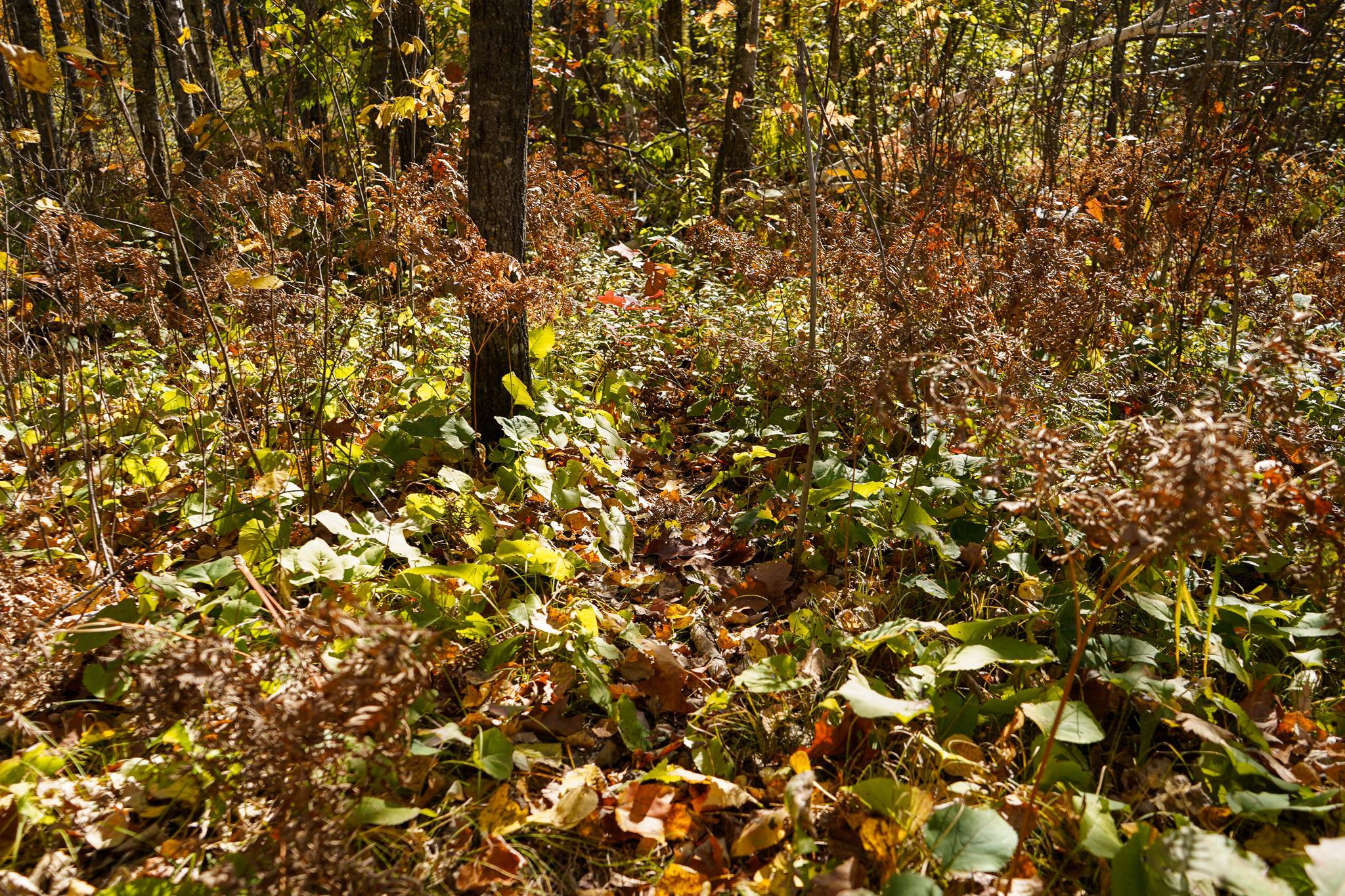 main property photo 70