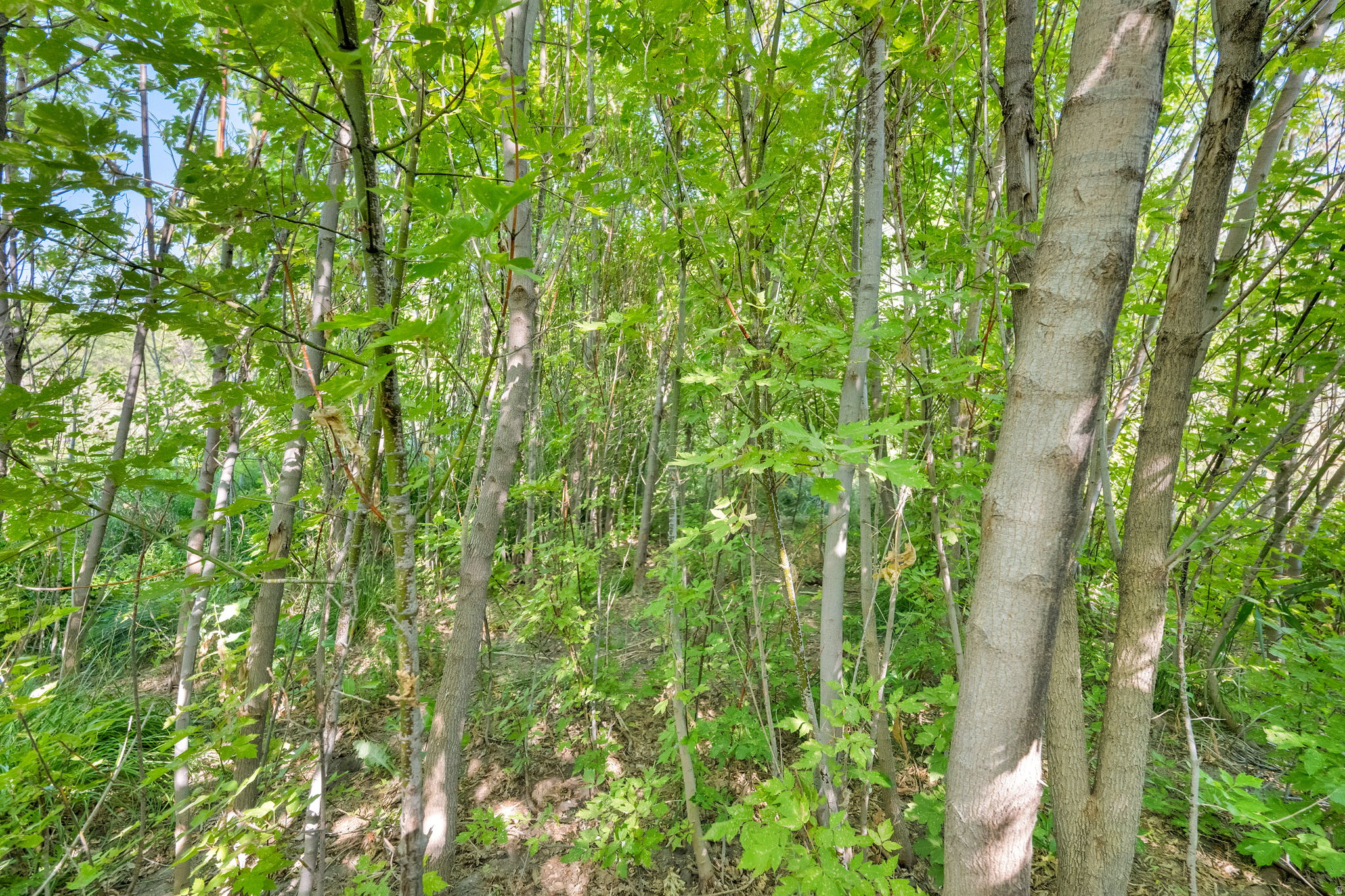 main property photo 86
