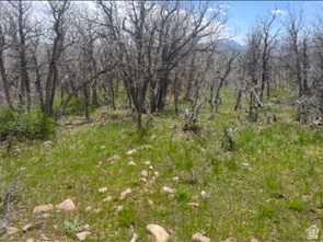main property photo 67