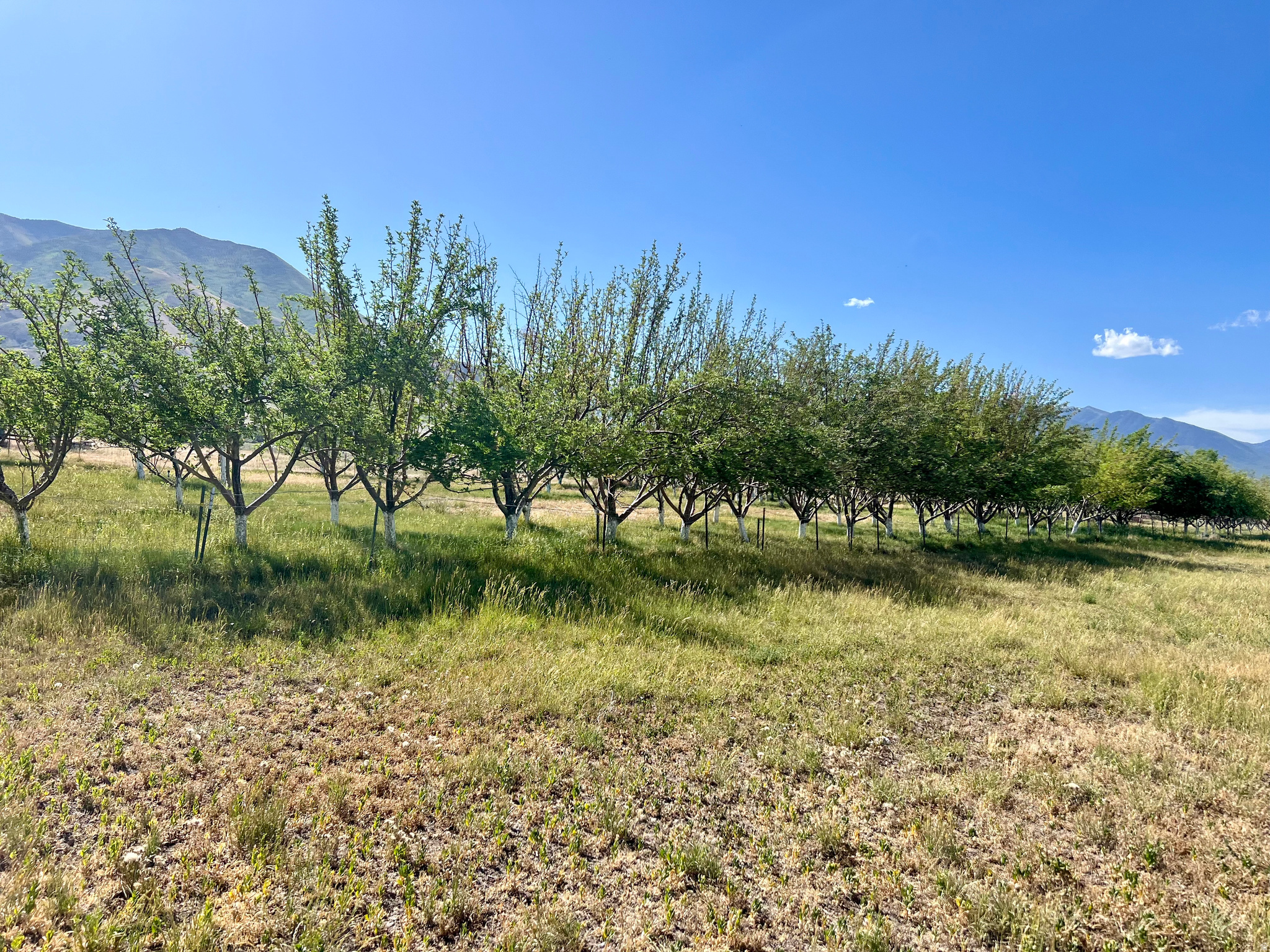 main property photo 112