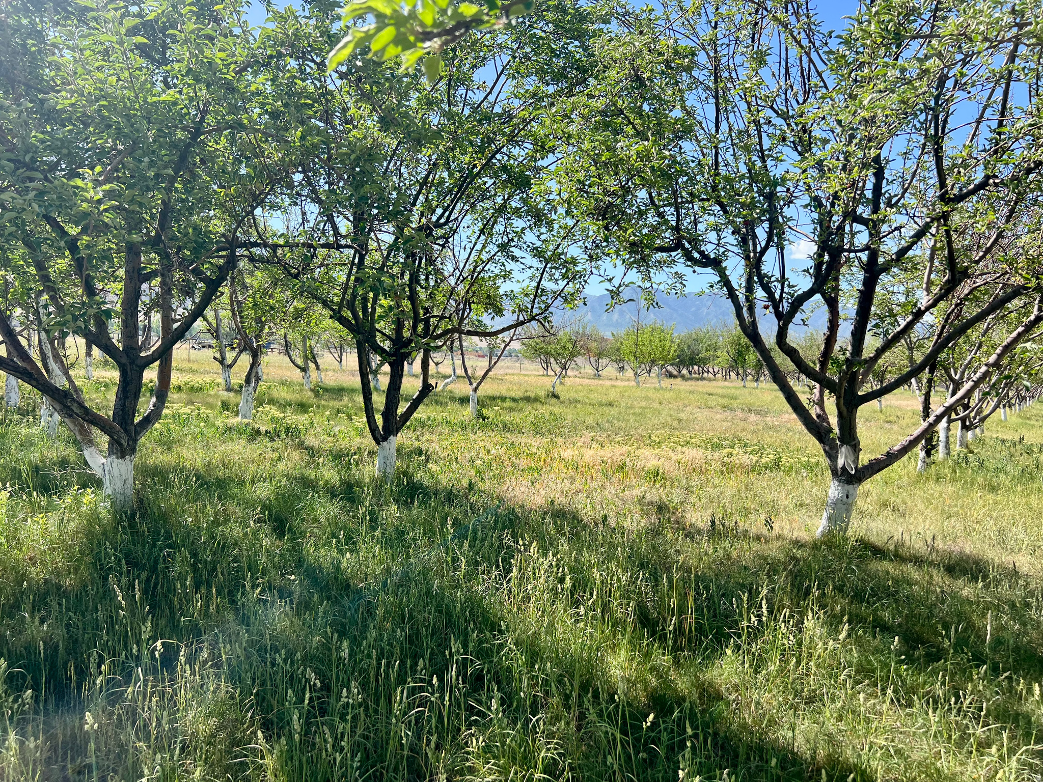 main property photo 114