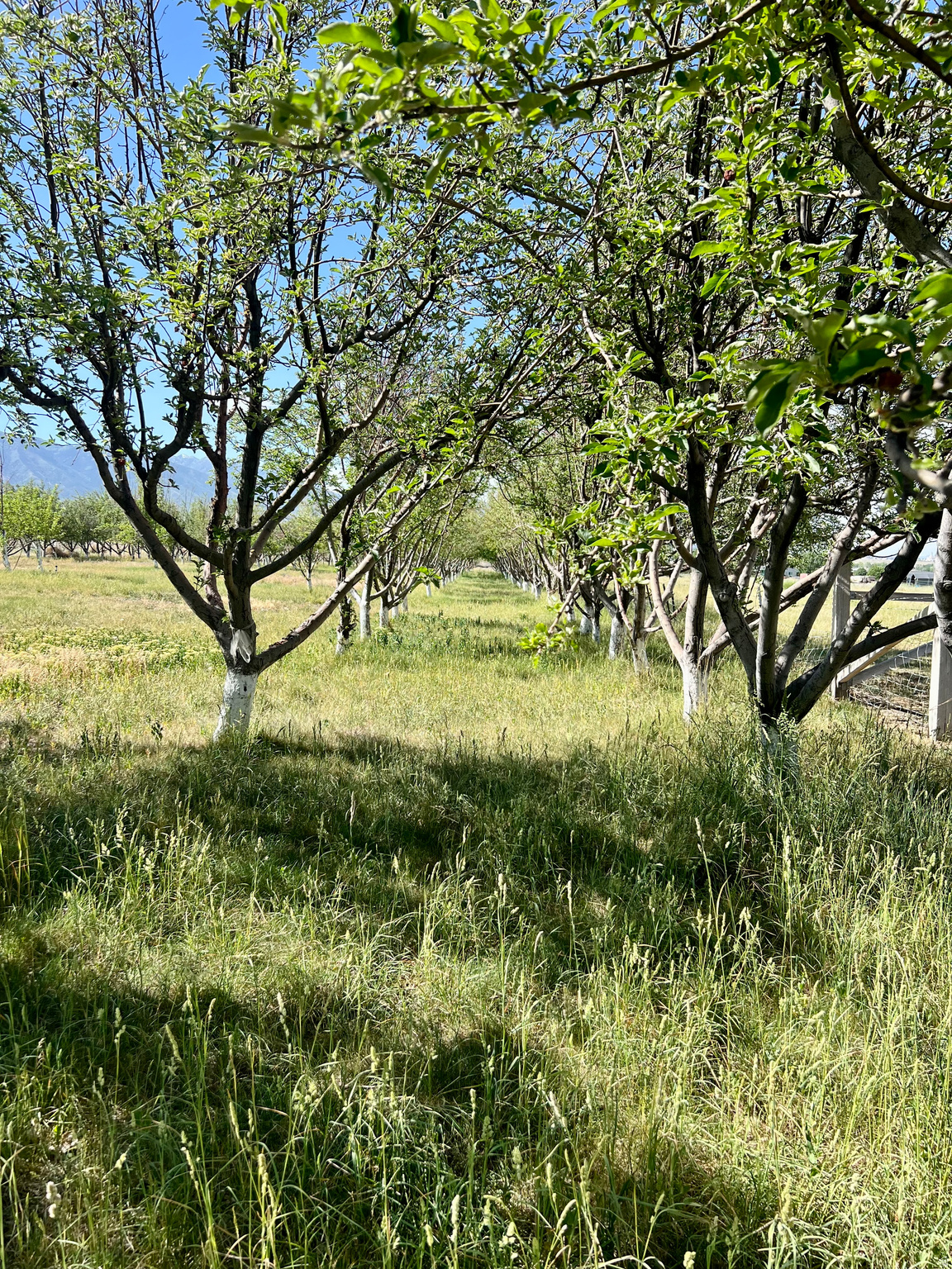 main property photo 115