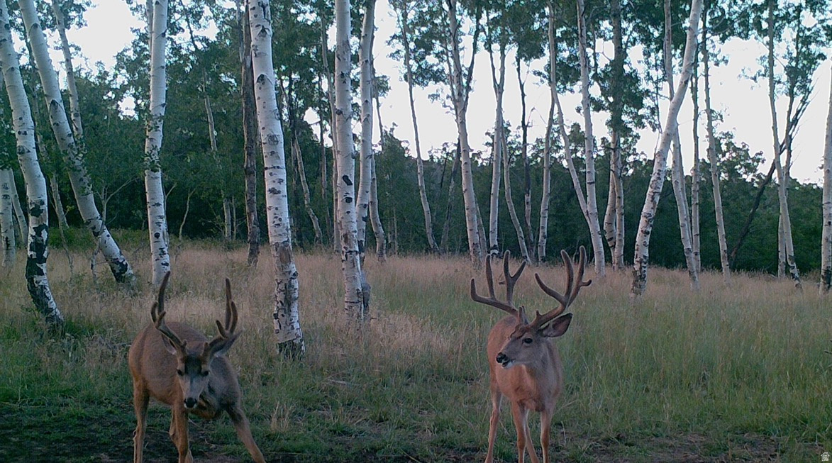 main property photo 57