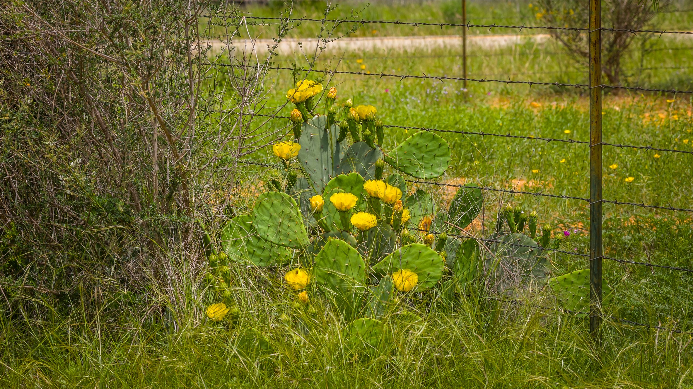 main property photo 37