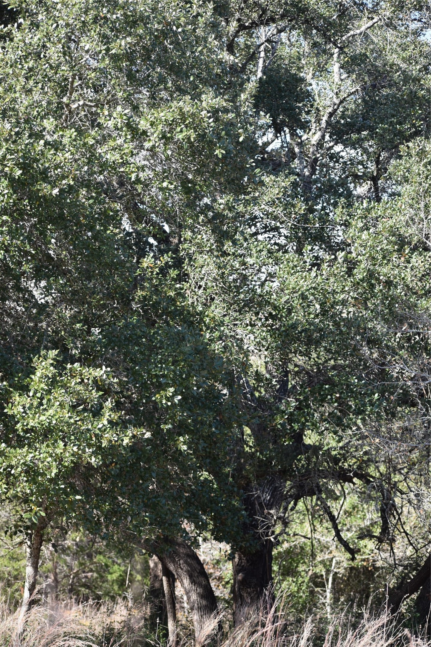 main property photo 27