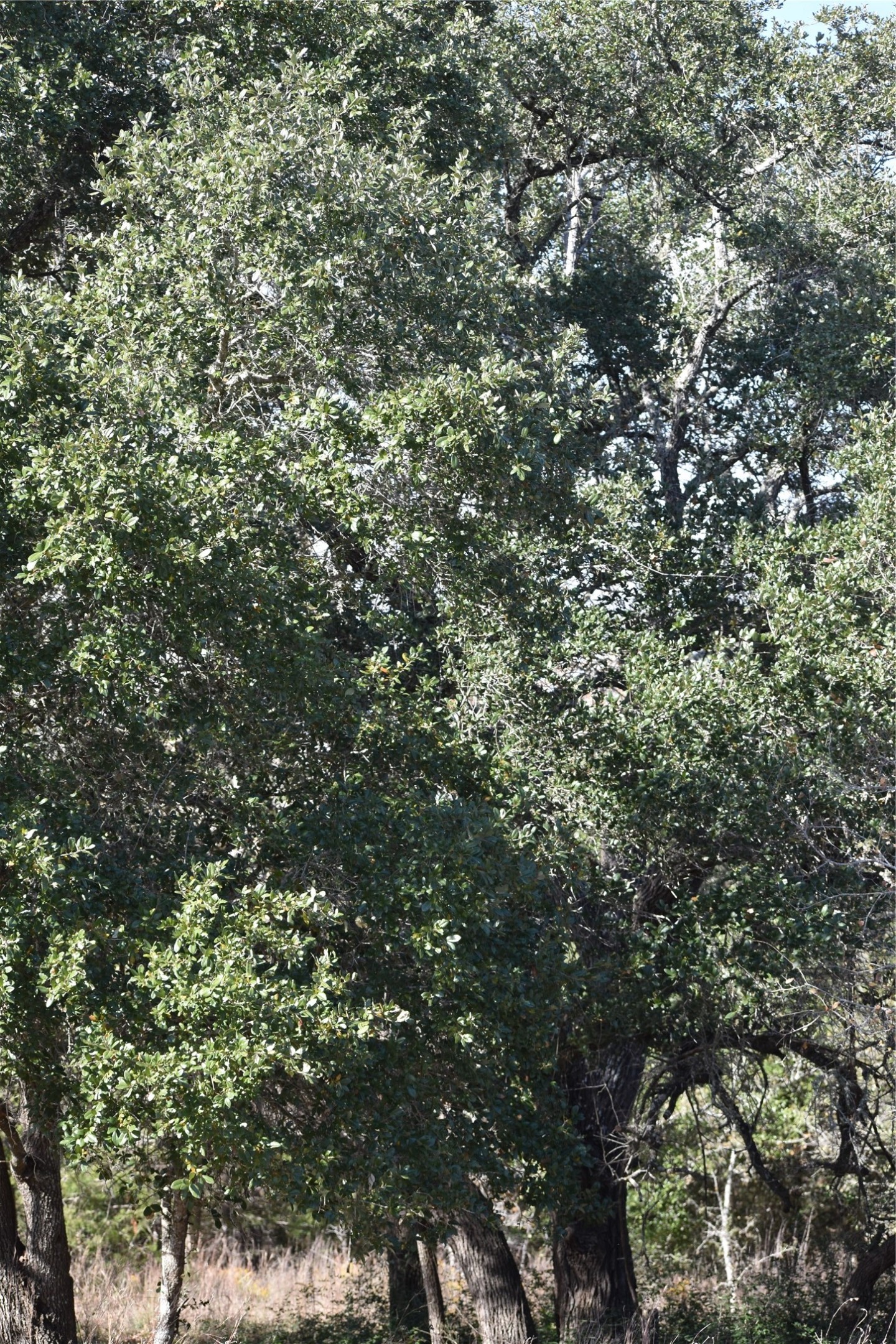 main property photo 33