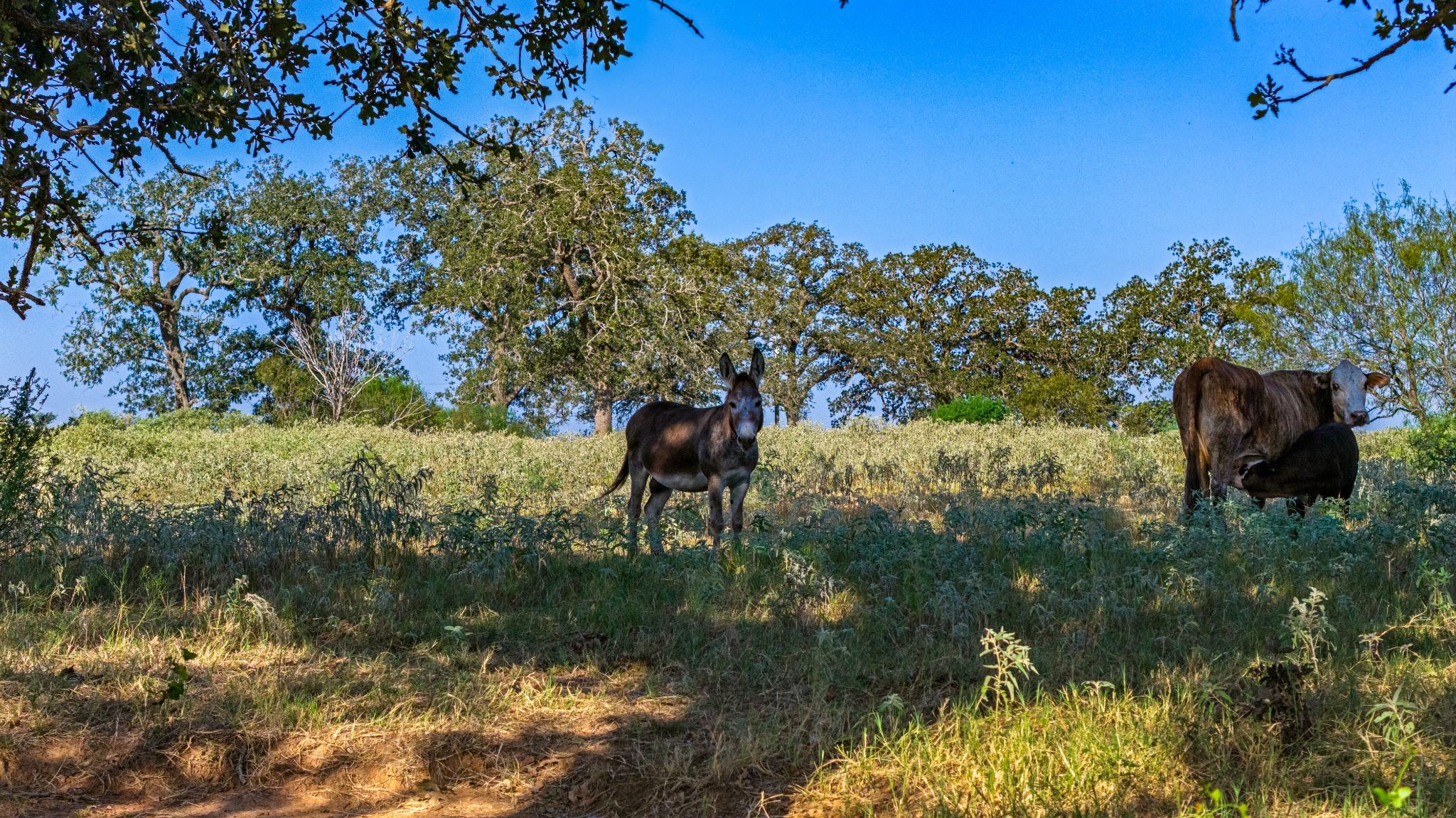 main property photo 27