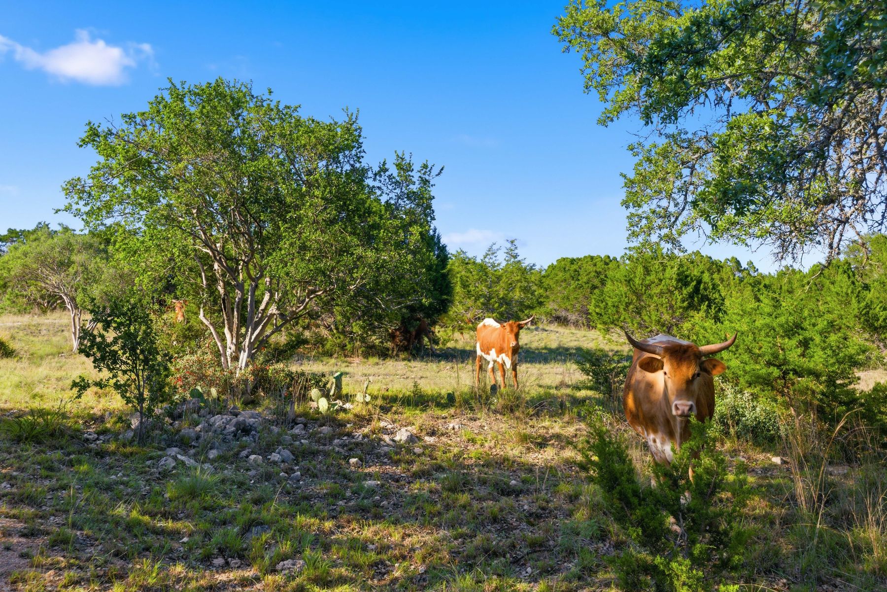 main property photo 21