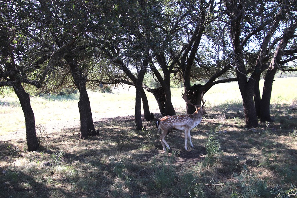 main property photo 25