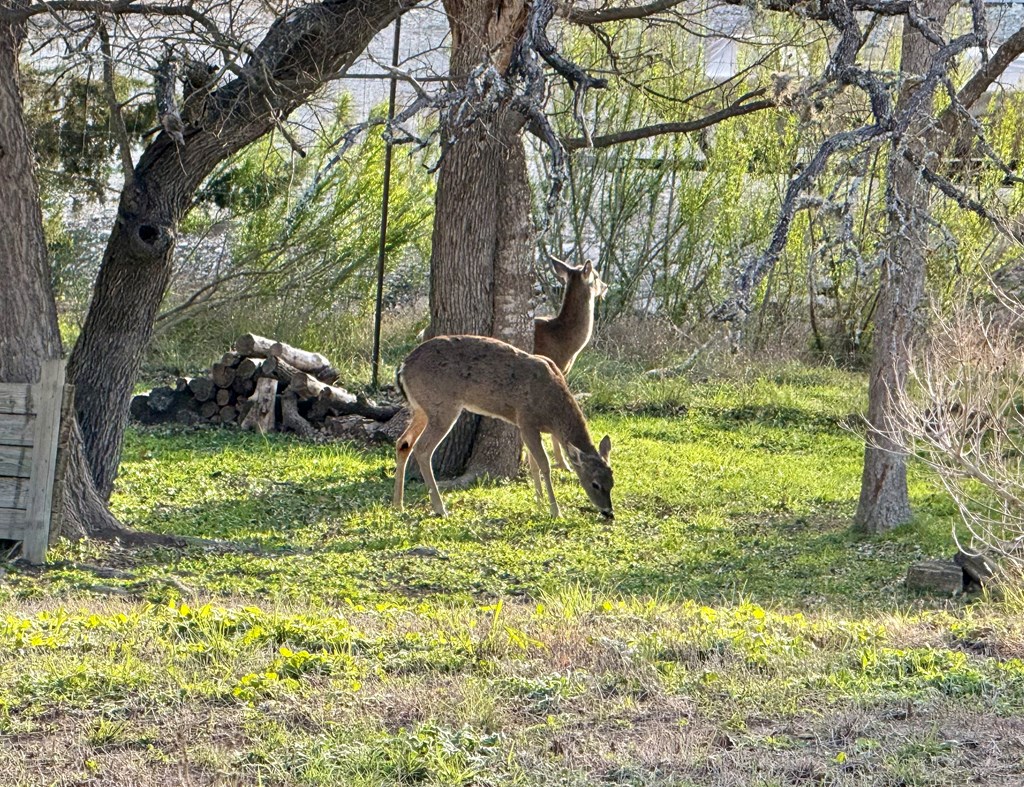 main property photo 13