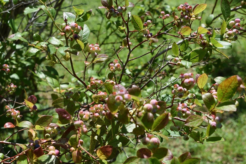main property photo 39