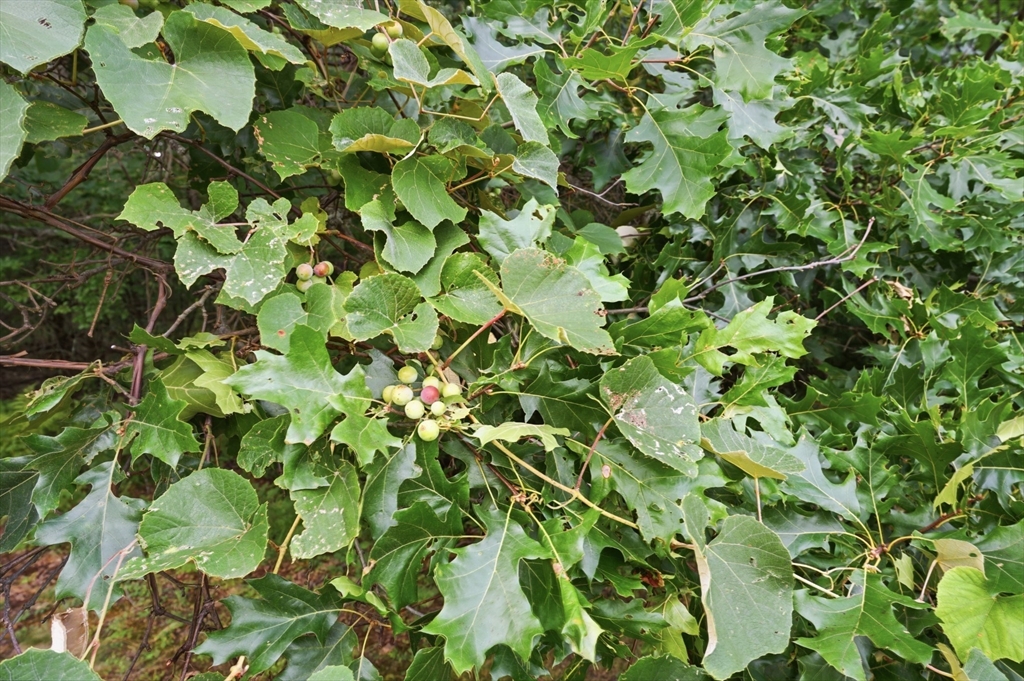 main property photo 34