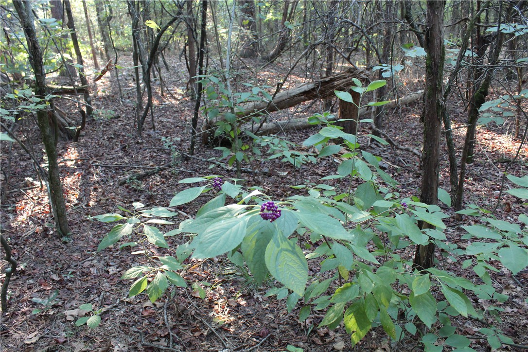 main property photo 18