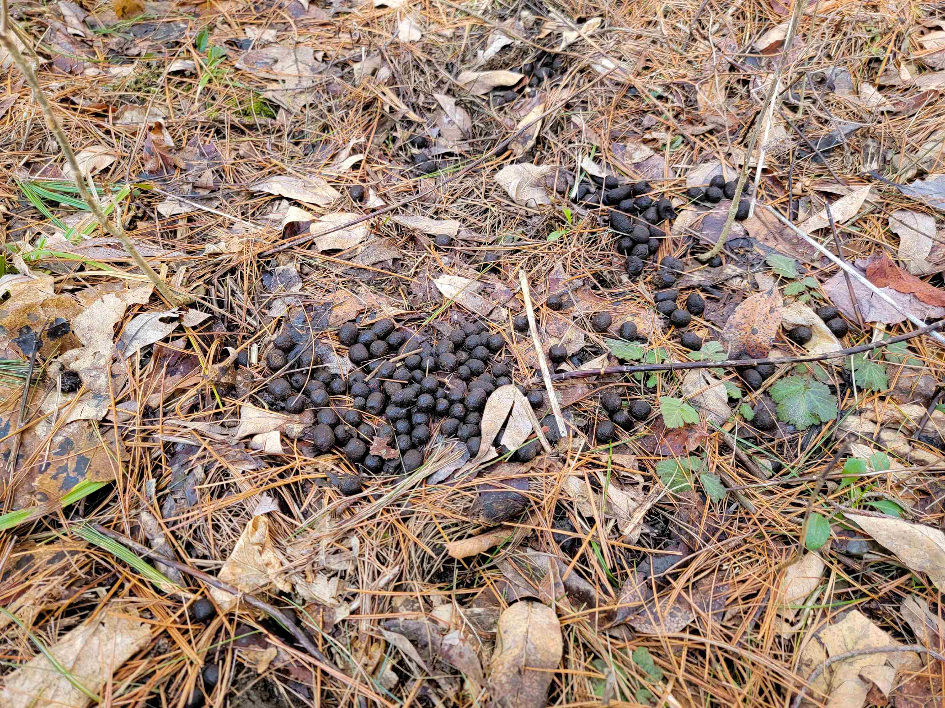main property photo 39