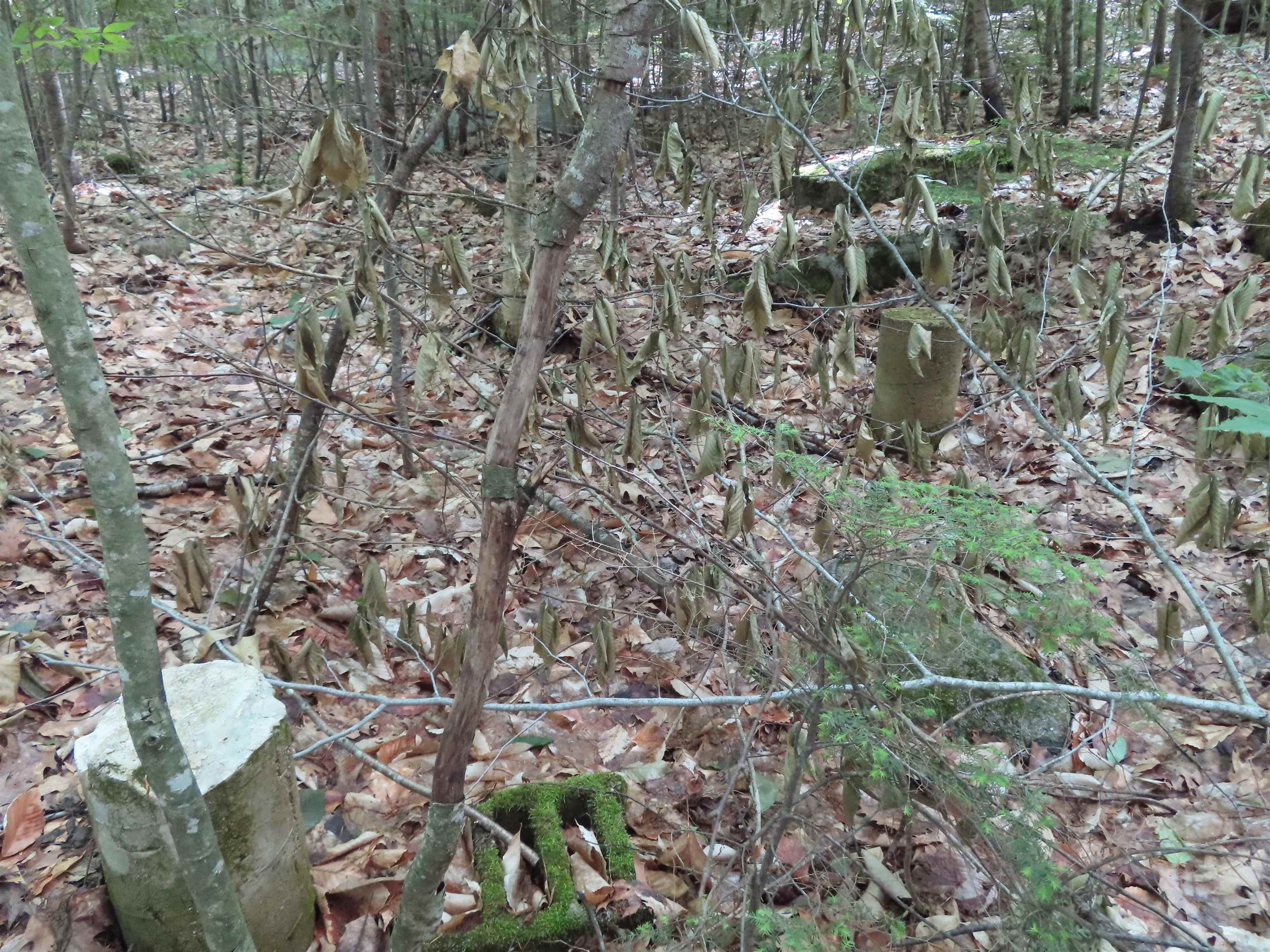 main property photo 15