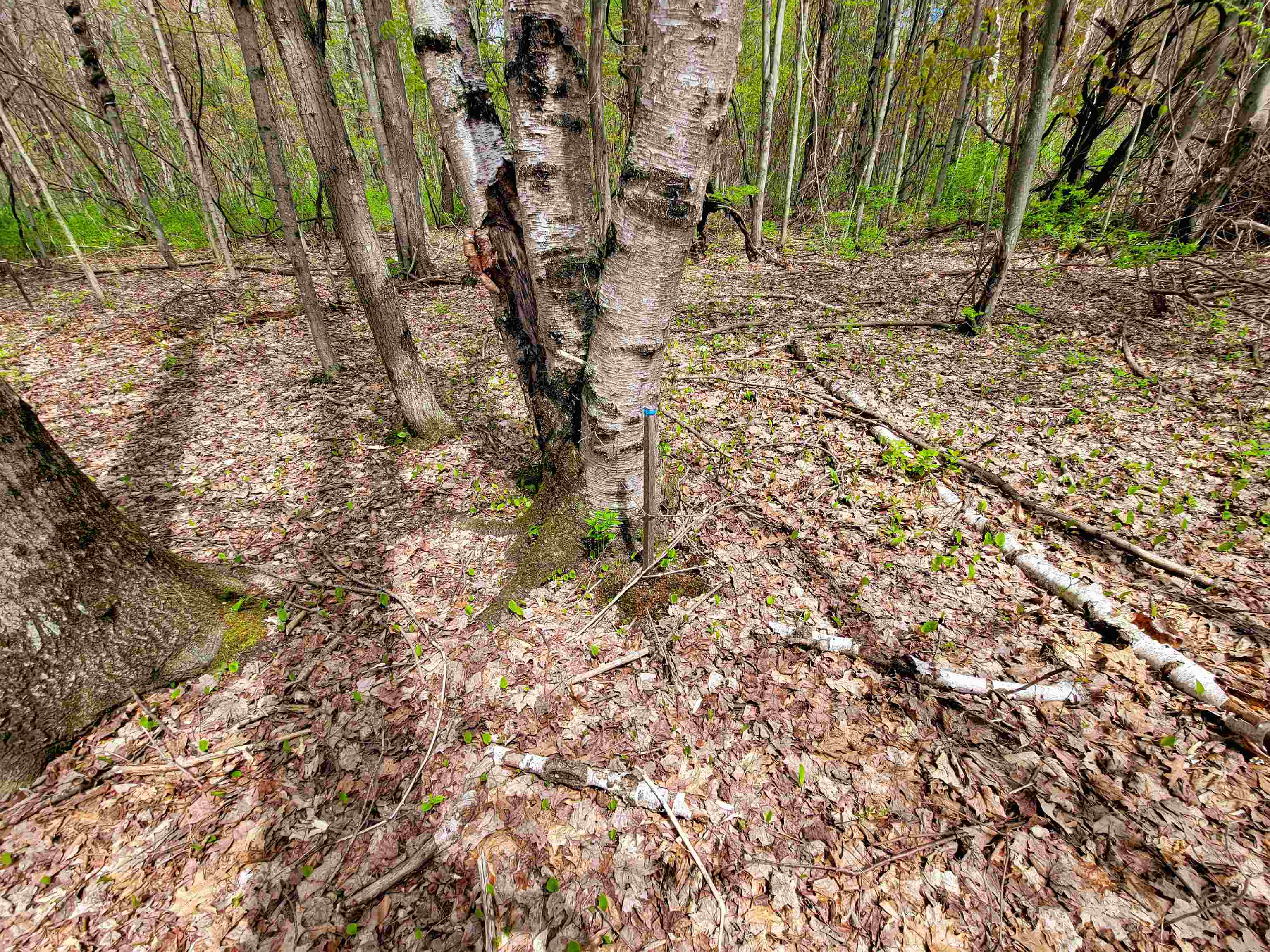 main property photo 50