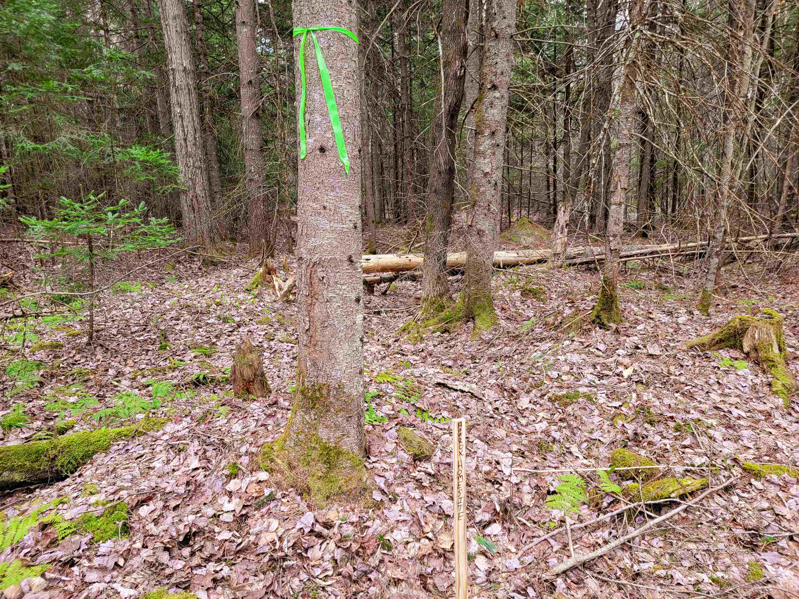 main property photo 11