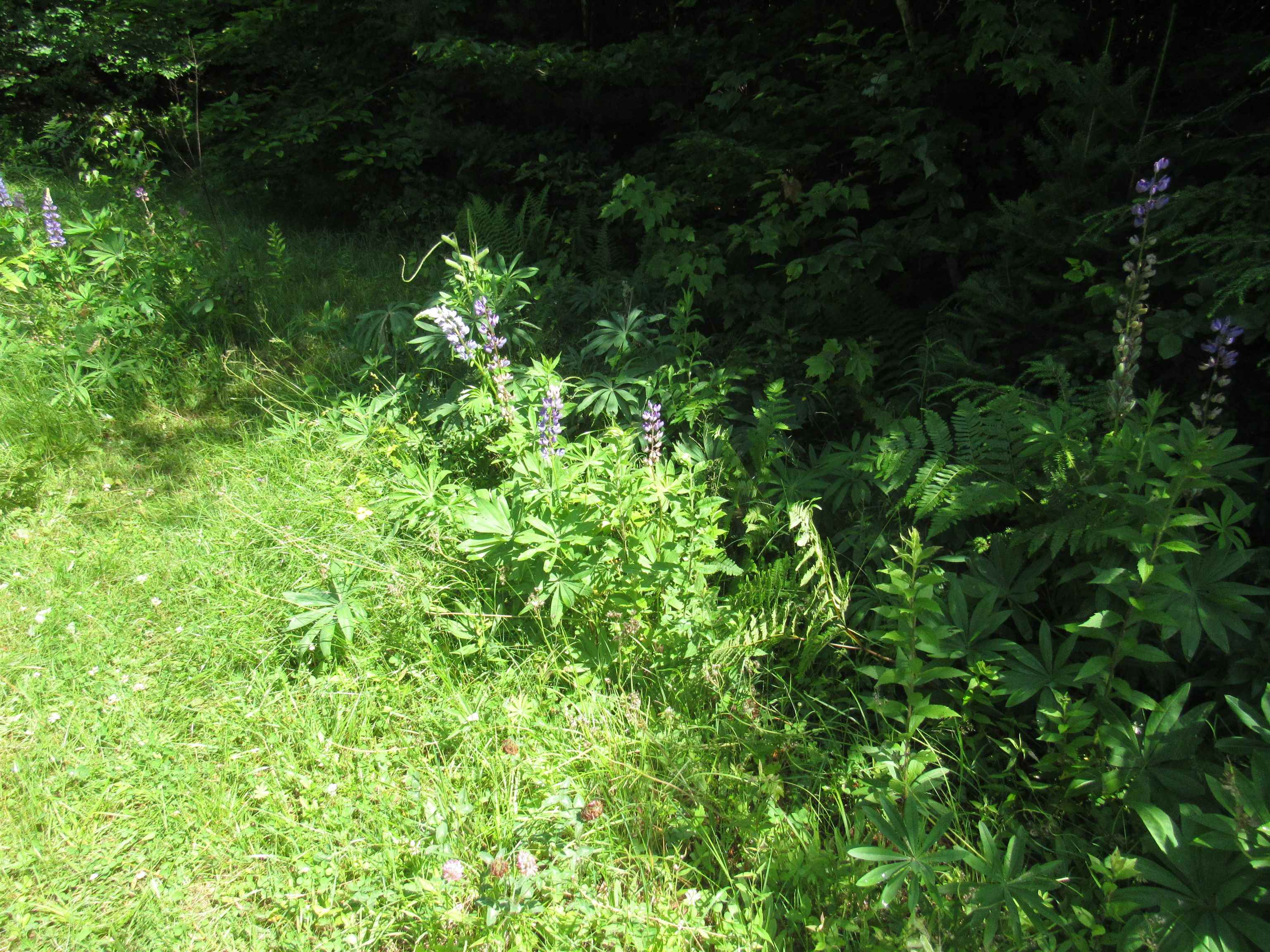 main property photo 27