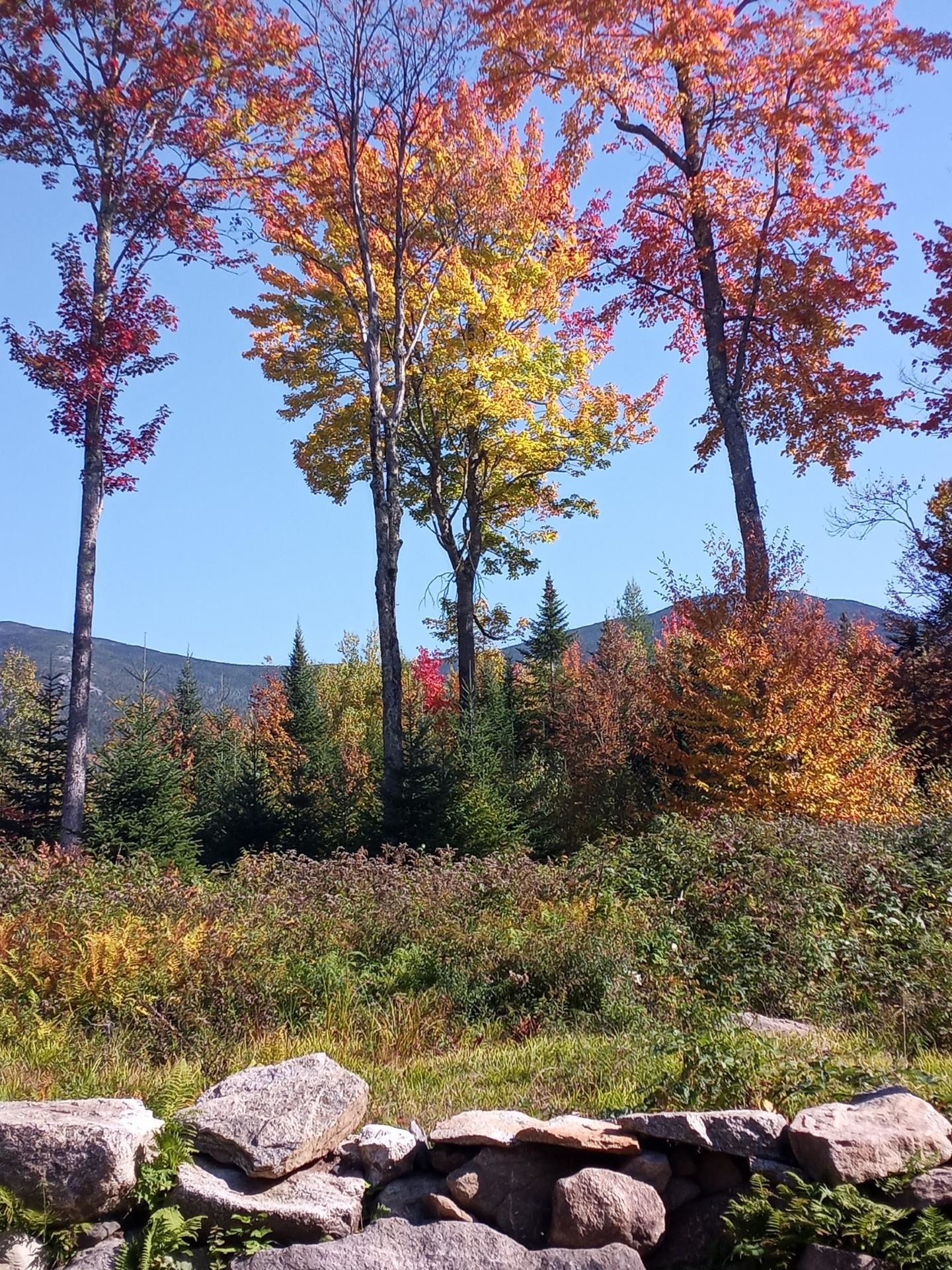 main property photo 54