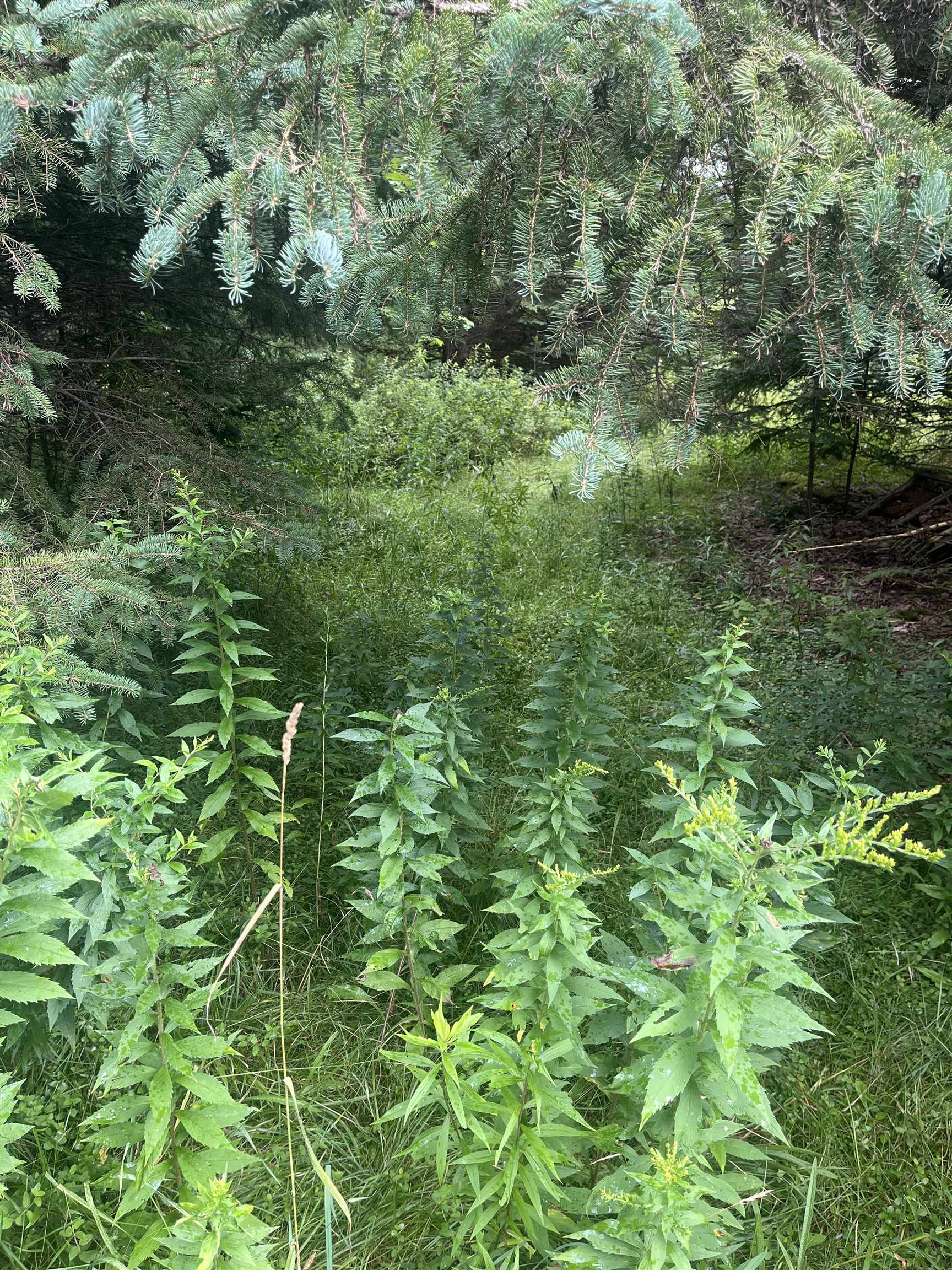 main property photo 33