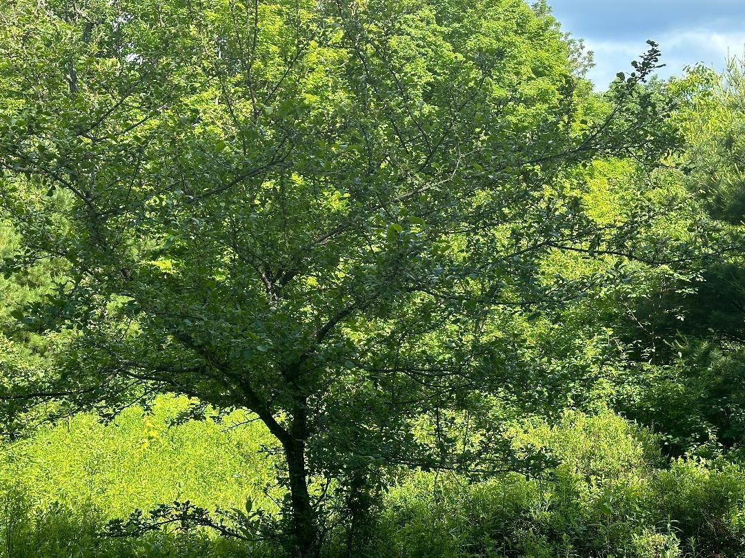 main property photo 7