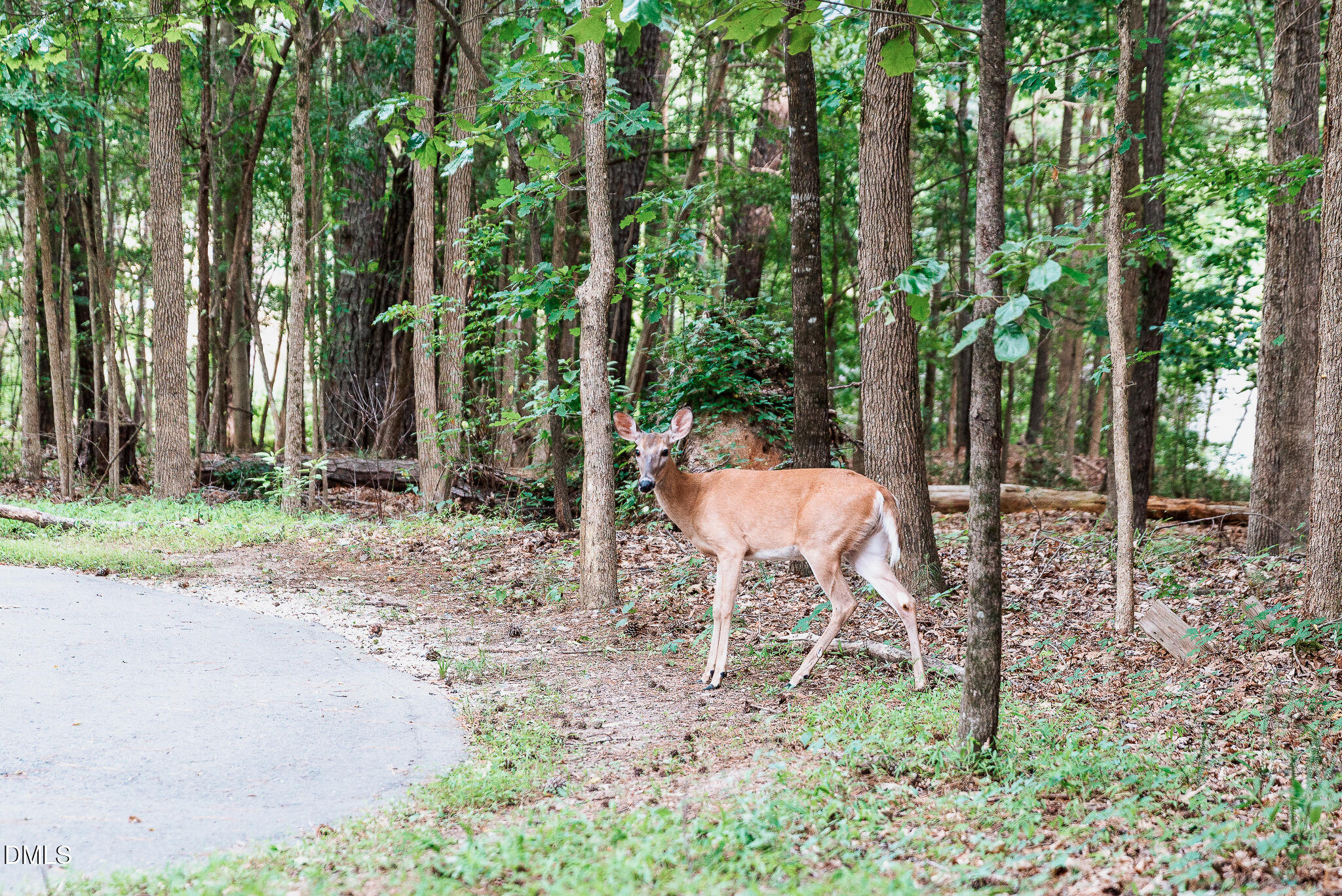 main property photo 42
