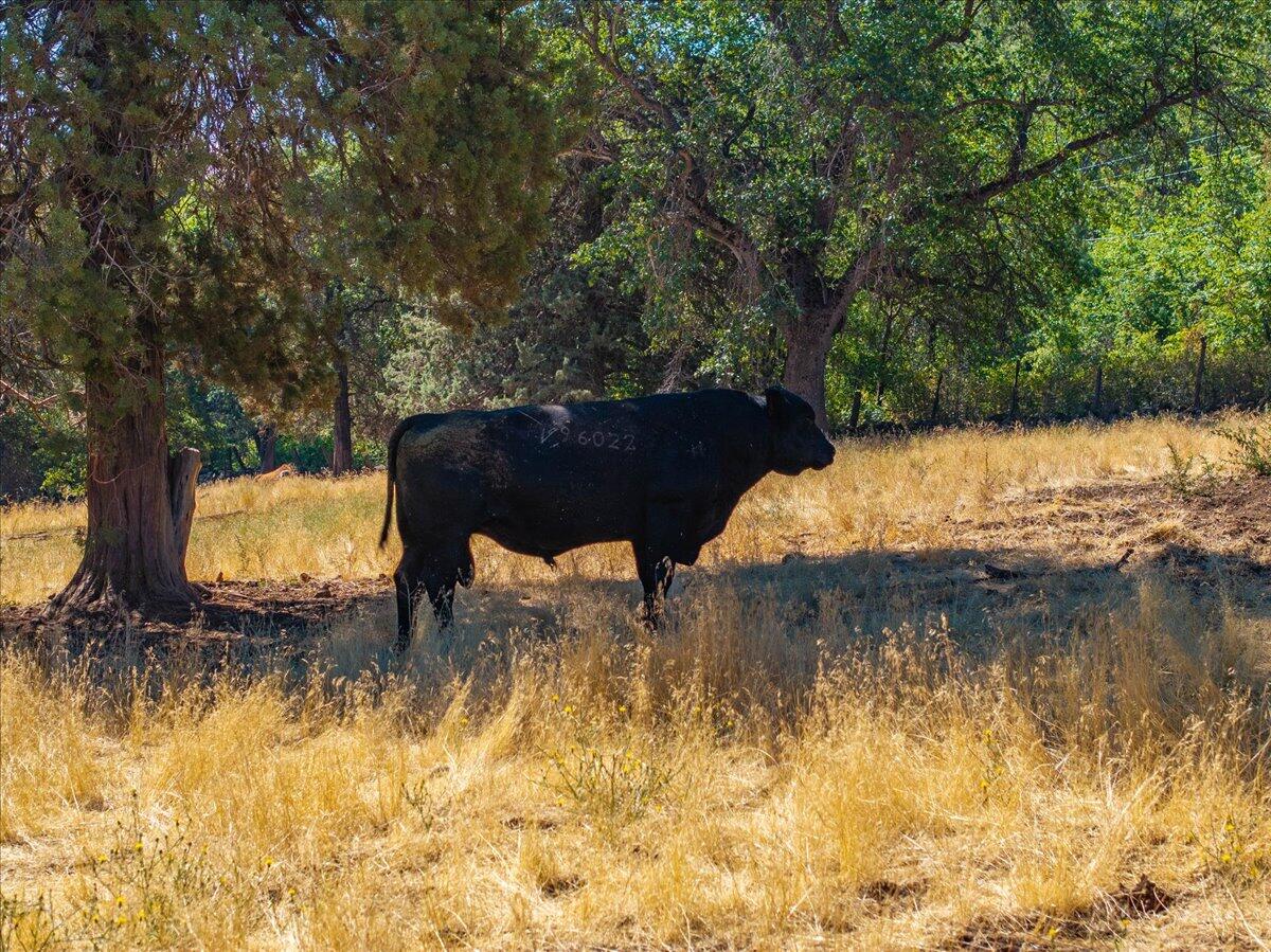main property photo 65