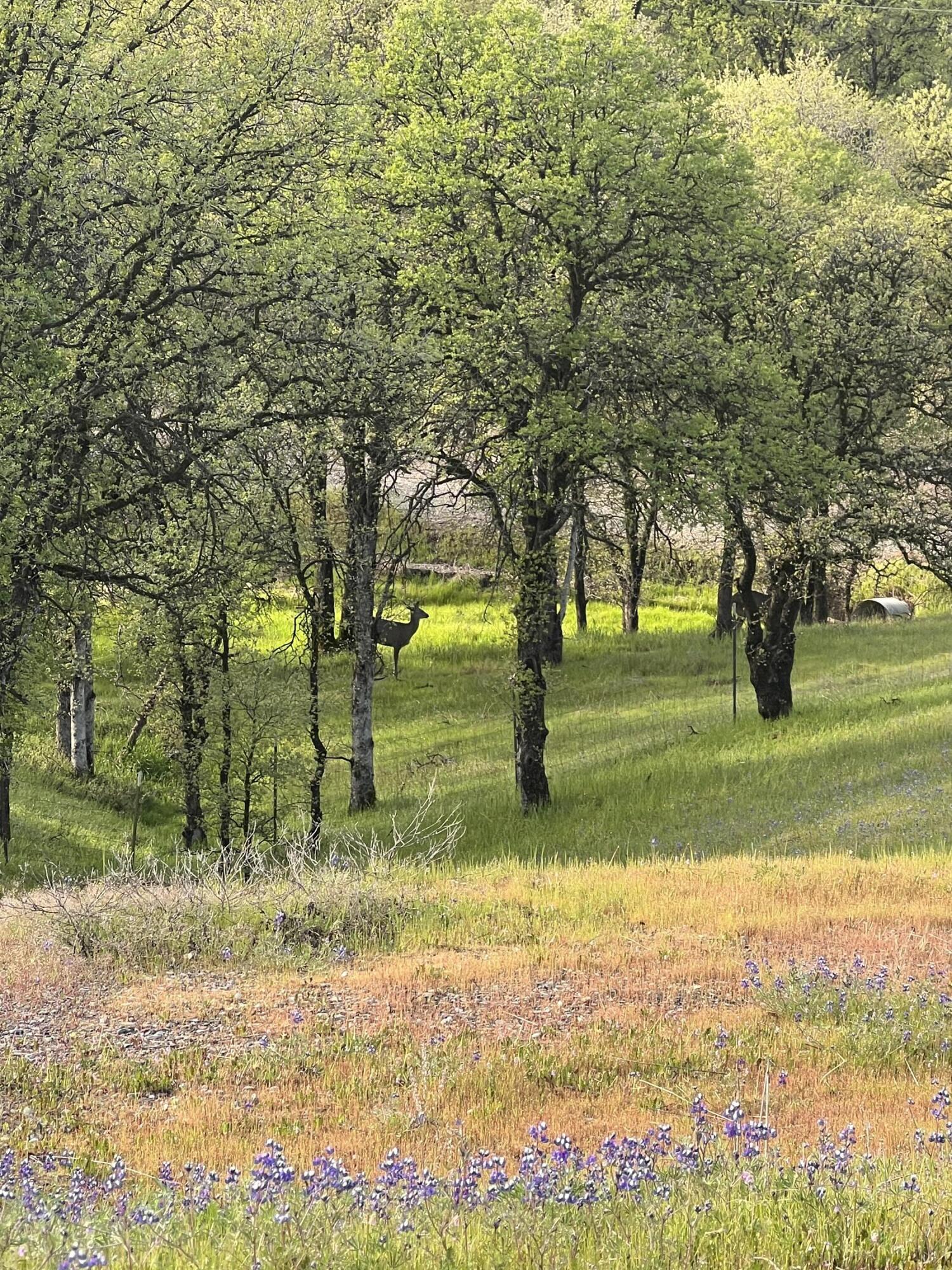 main property photo 54