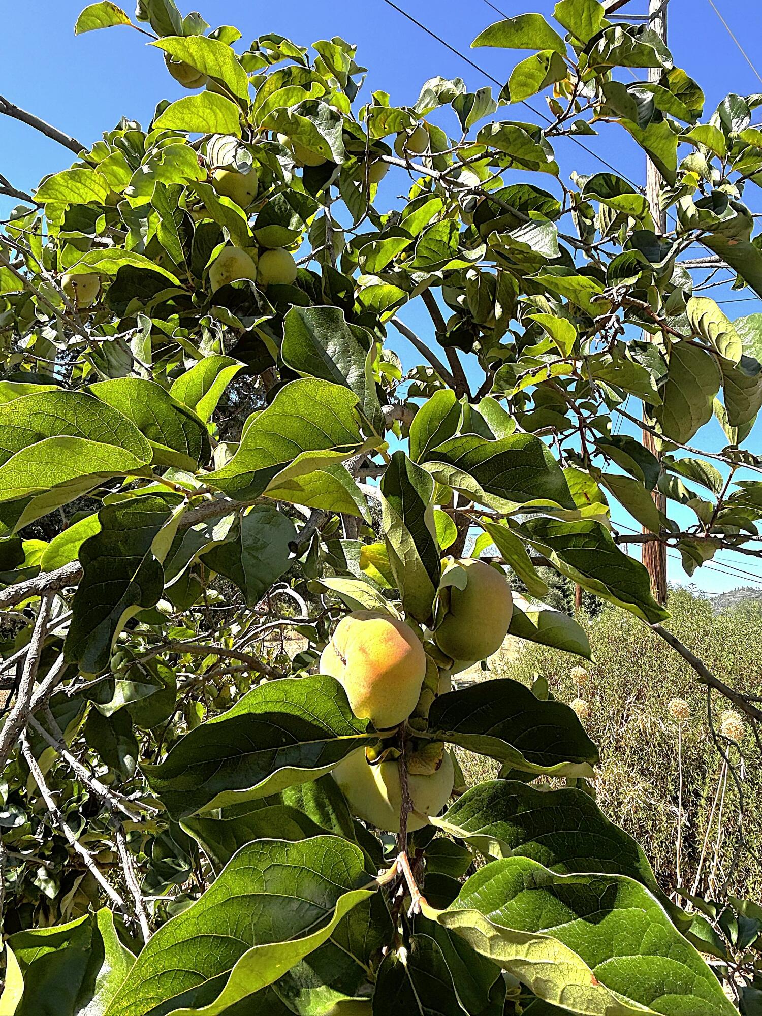 main property photo 25