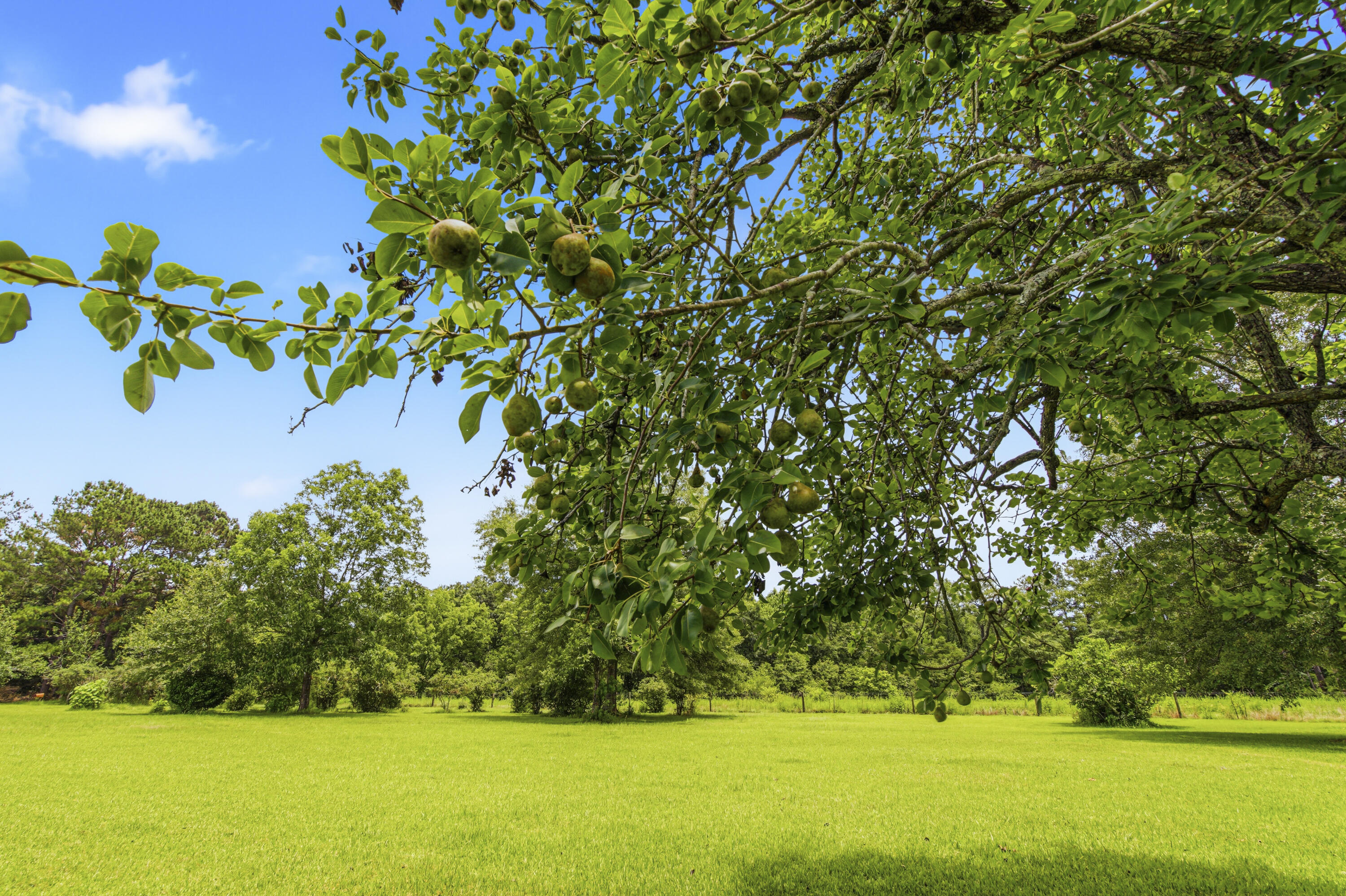 main property photo 54