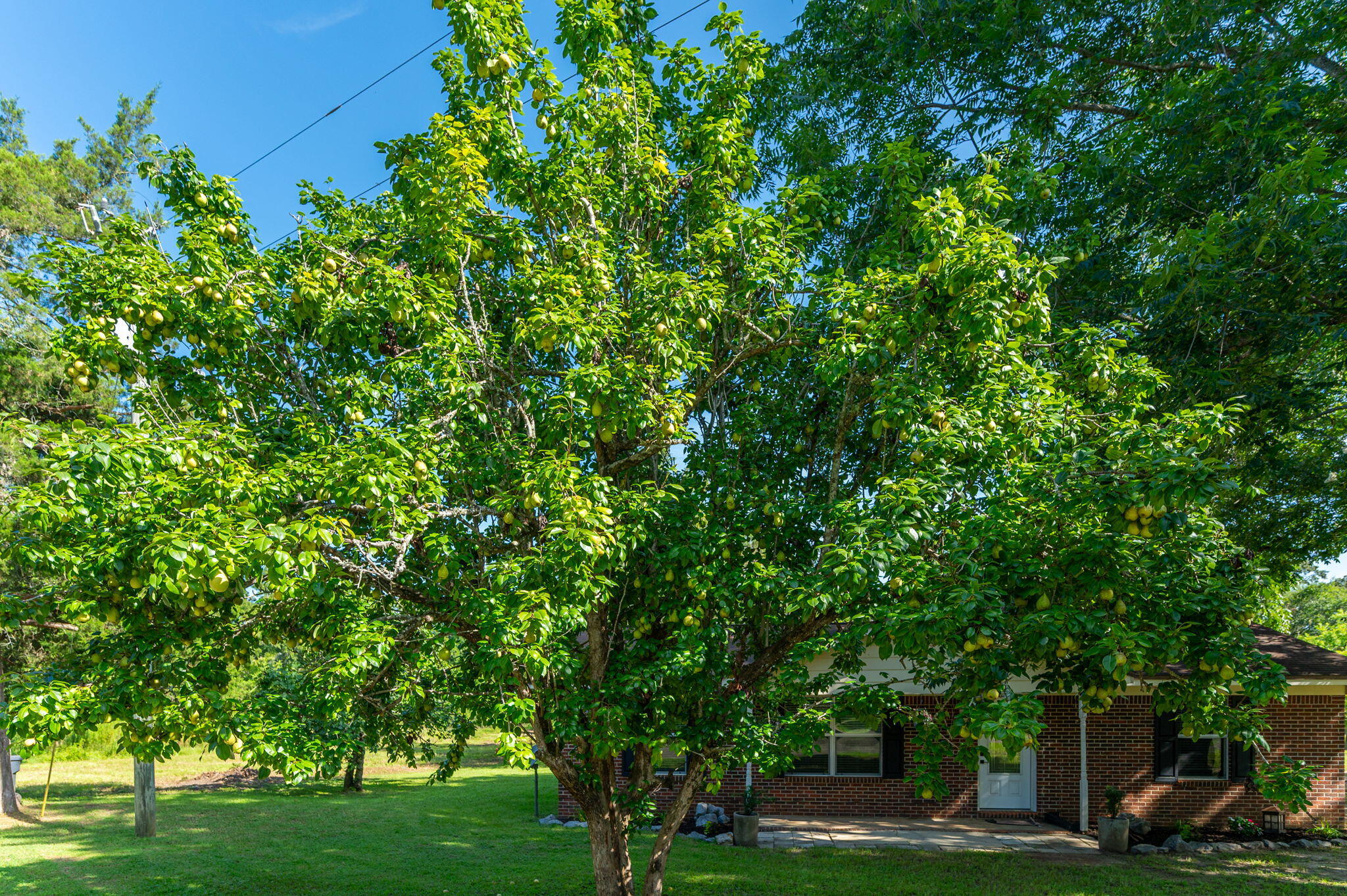 main property photo 54