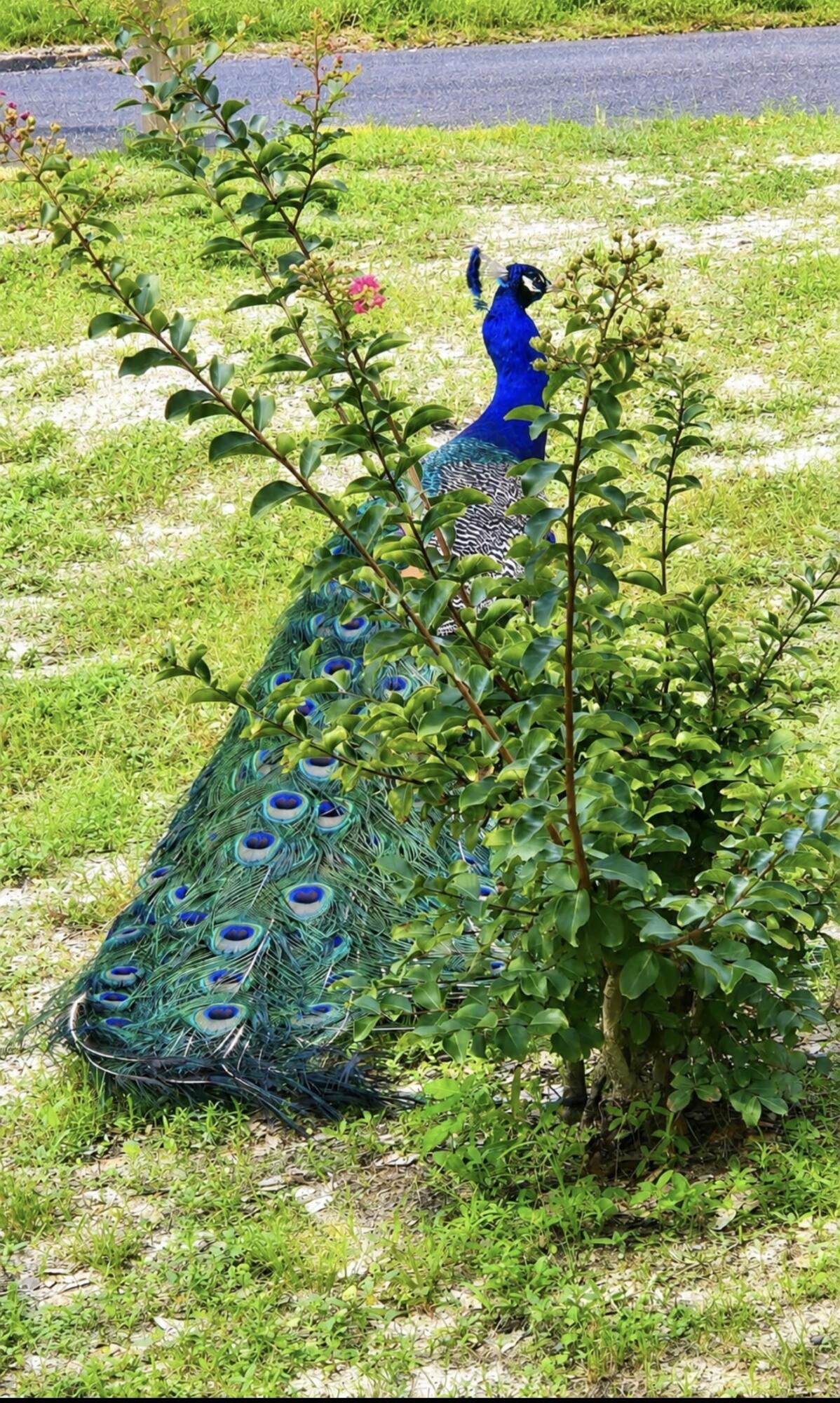 main property photo 37