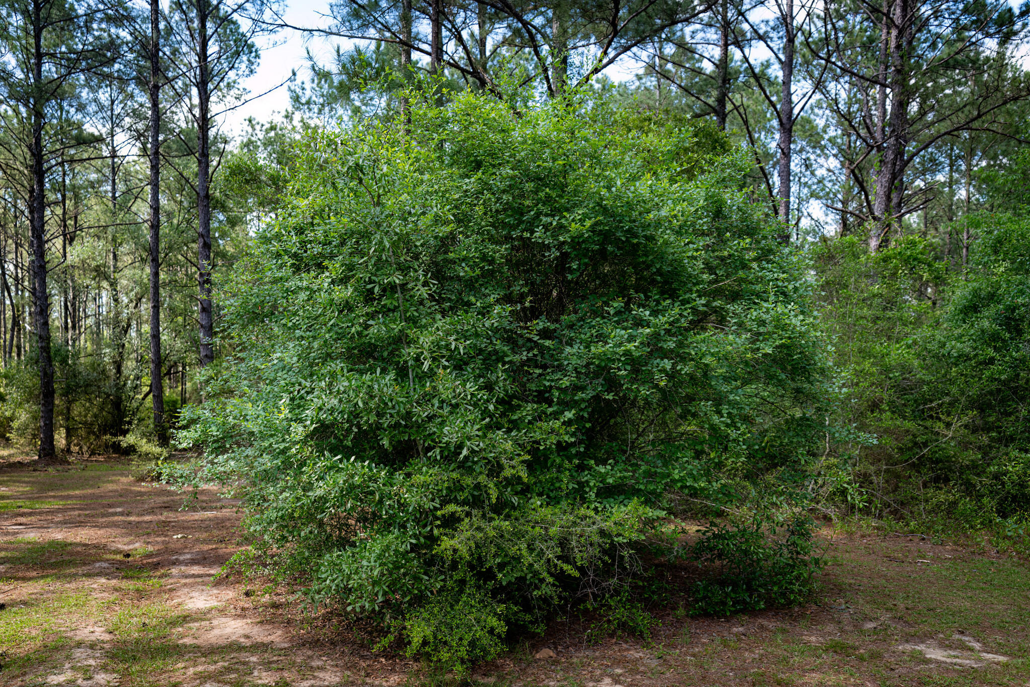 main property photo 42